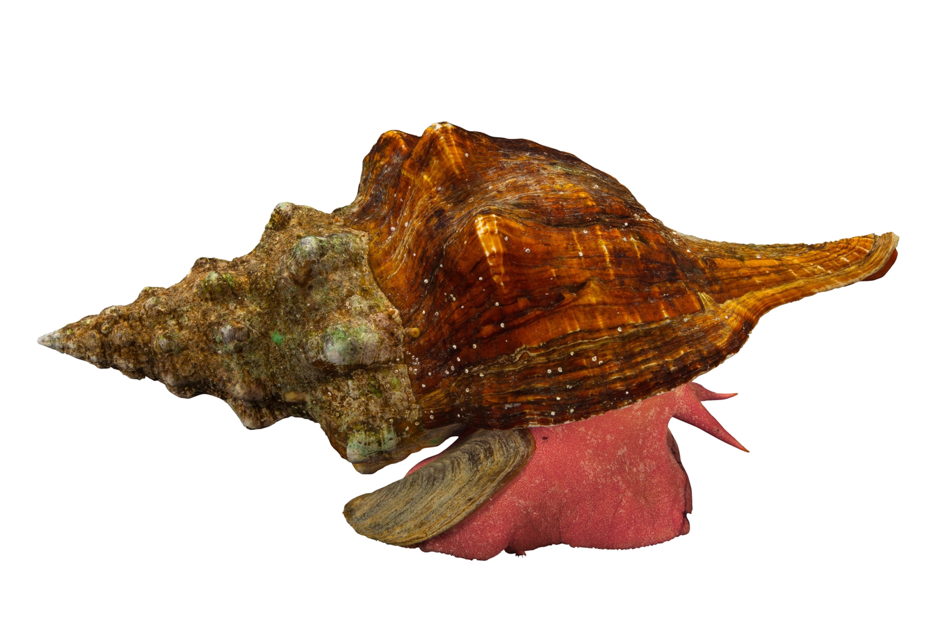 Picture of of conch shell with mollusk.