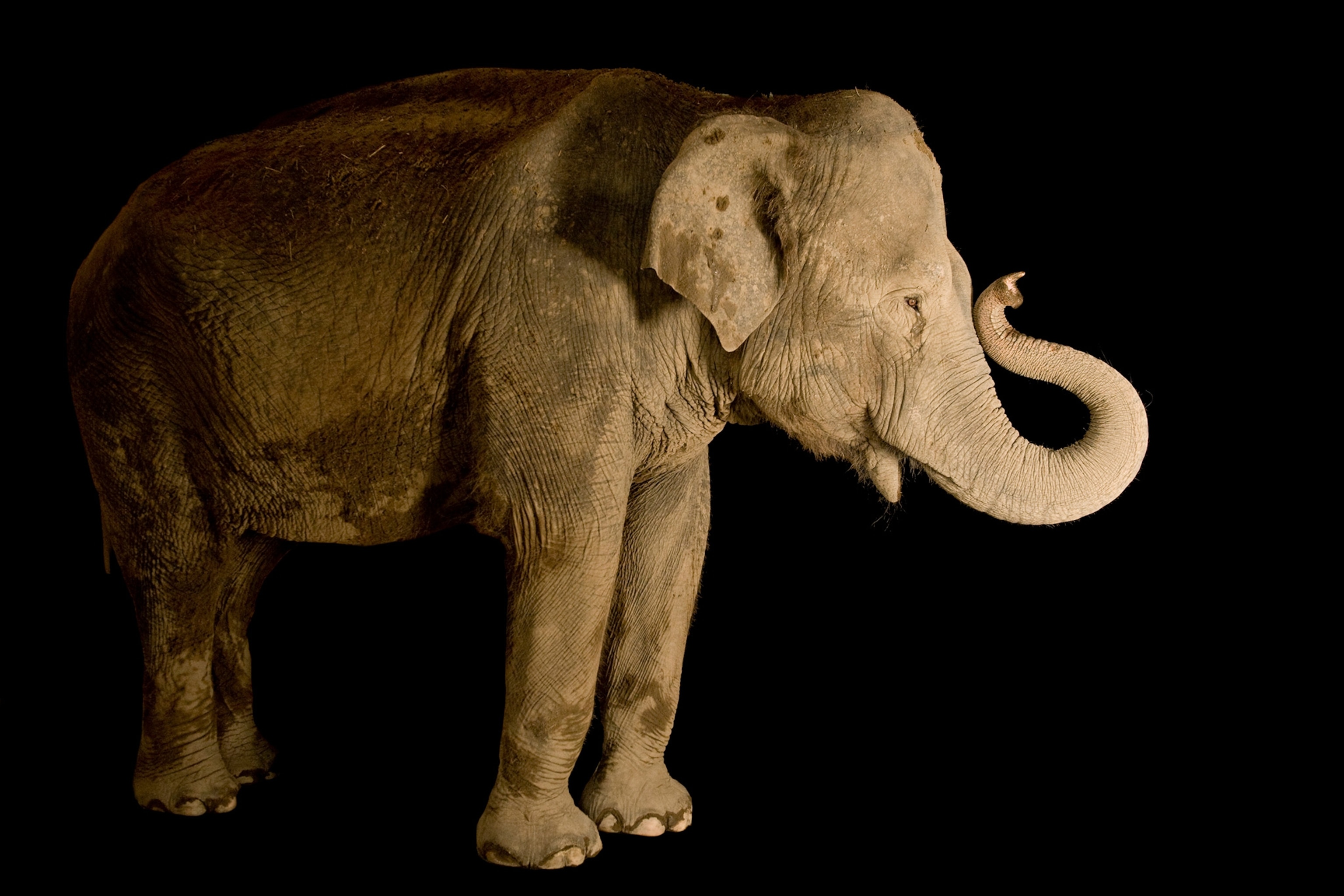 an Asian elephant