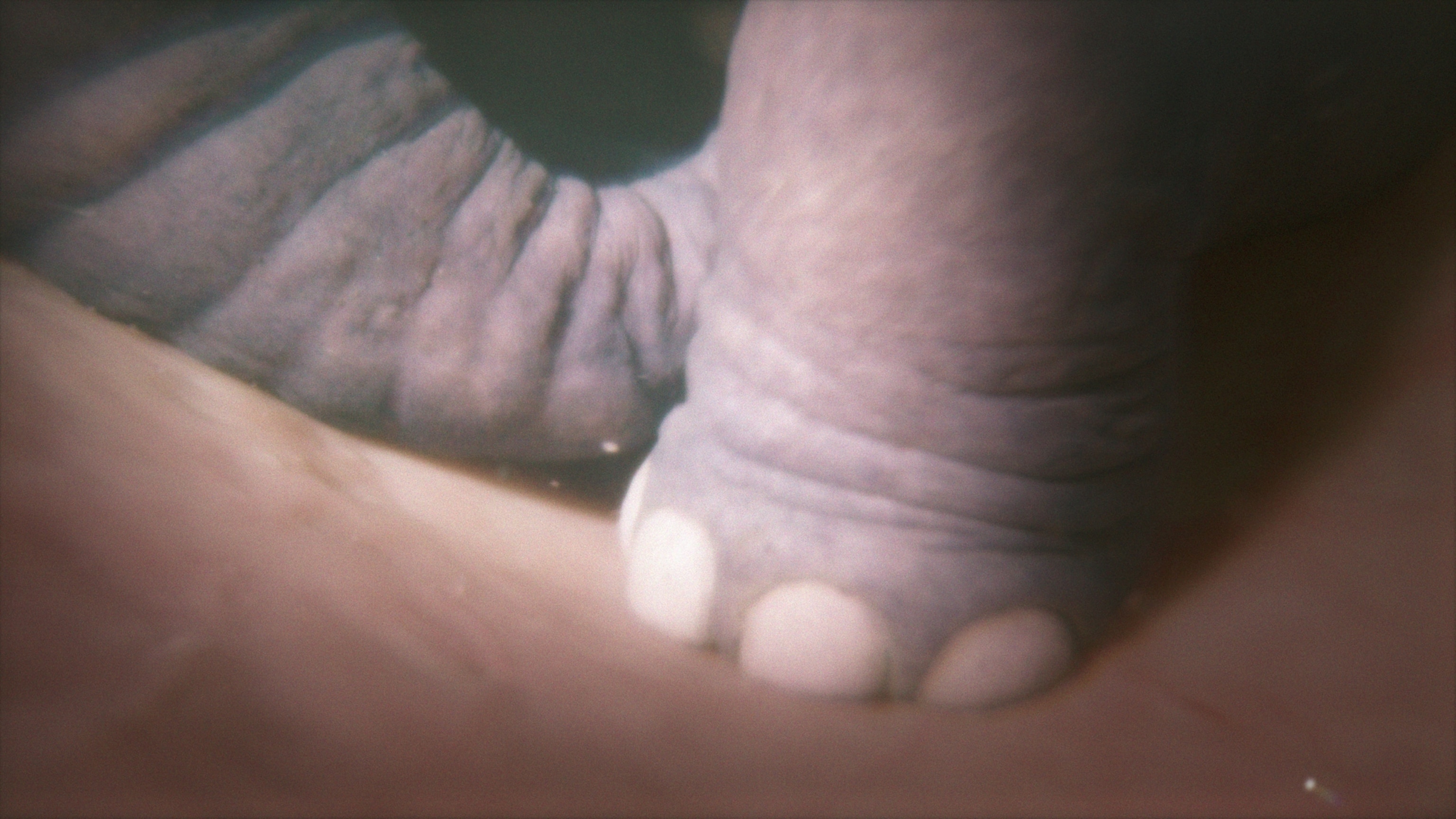 Picture of a simulation of an elephant foot in the womb
