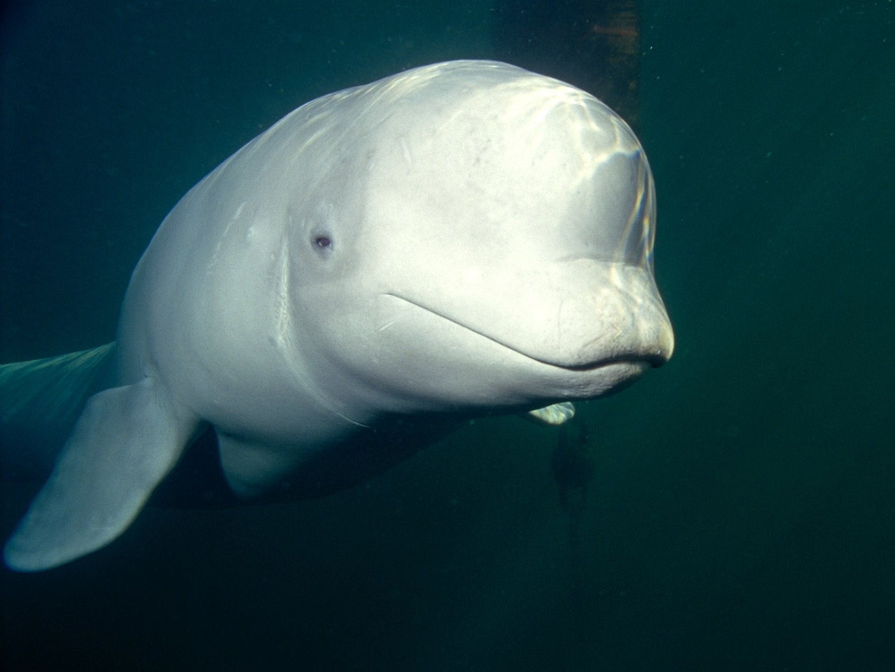 a beluga whale swimming