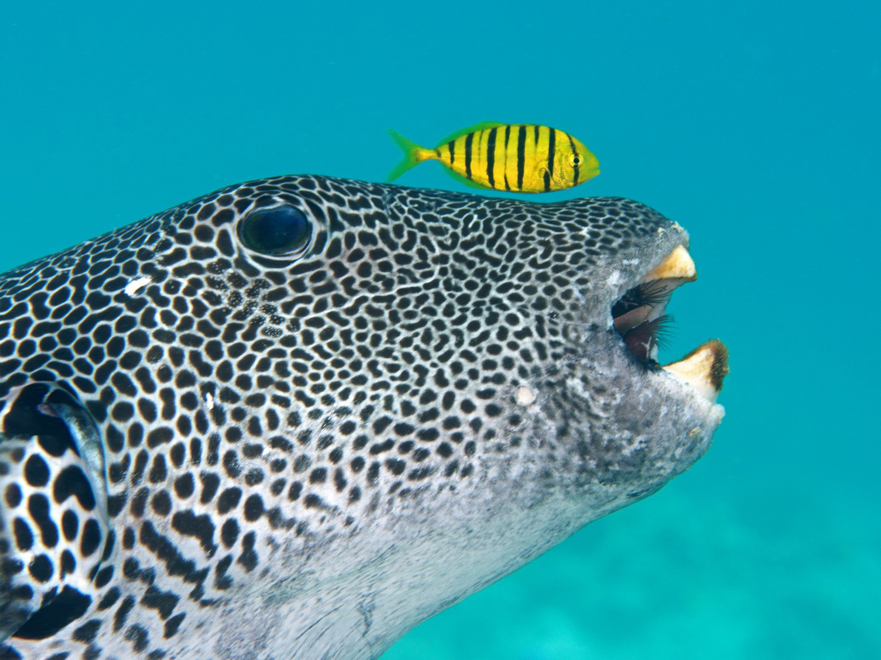 fish