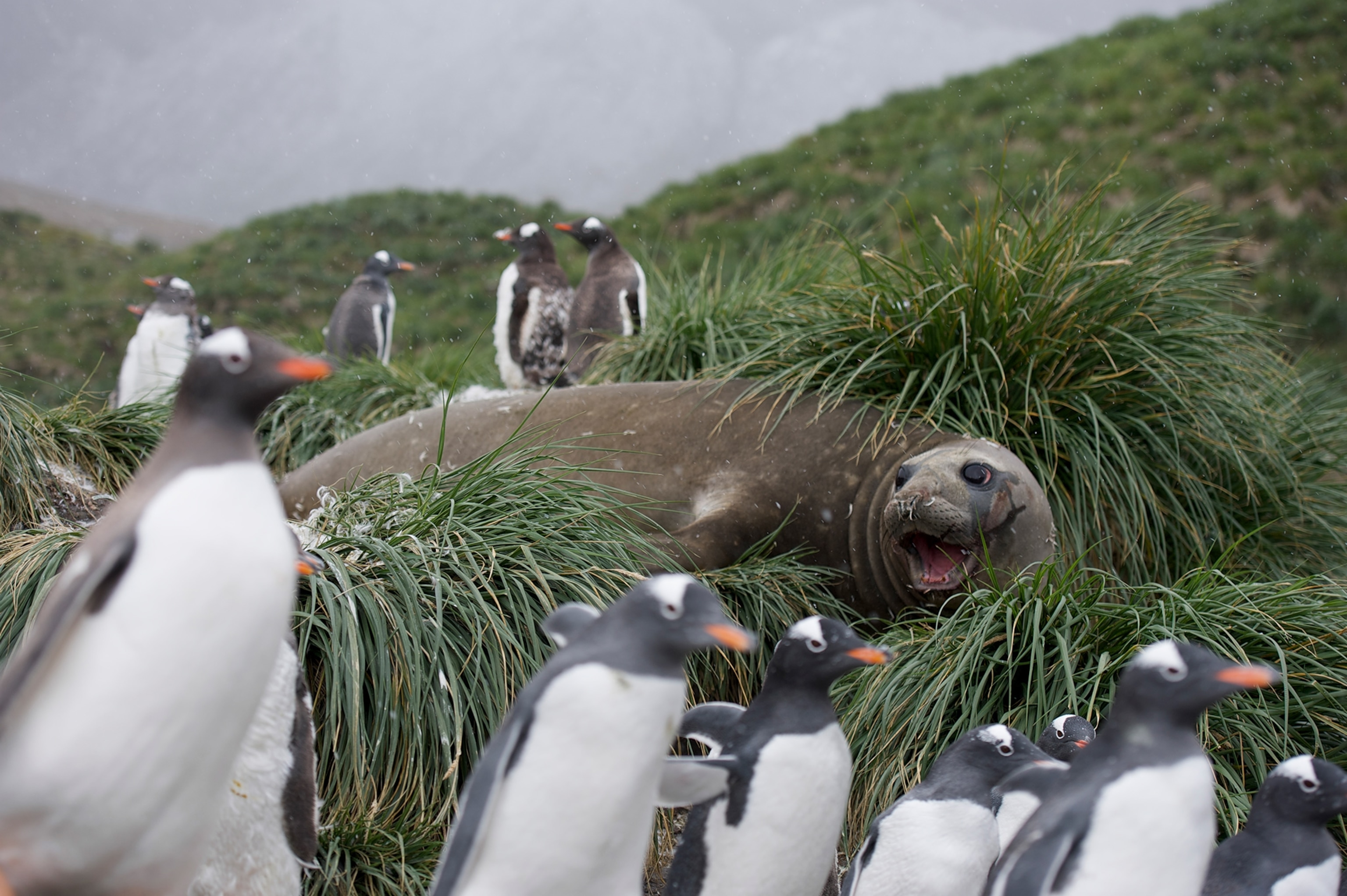 A seal sits with a group of penguins on a grass patch.