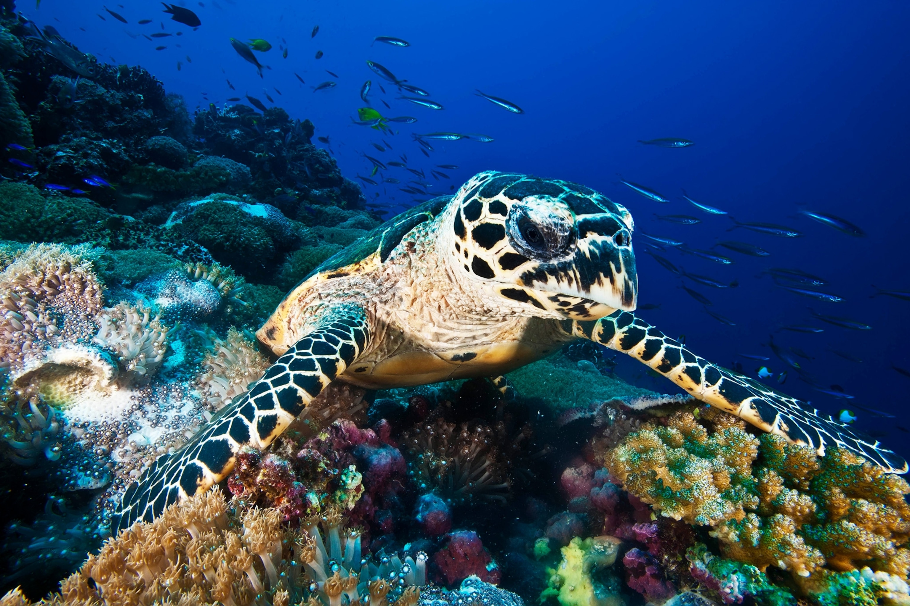 a hawksbill sea turtle swimming