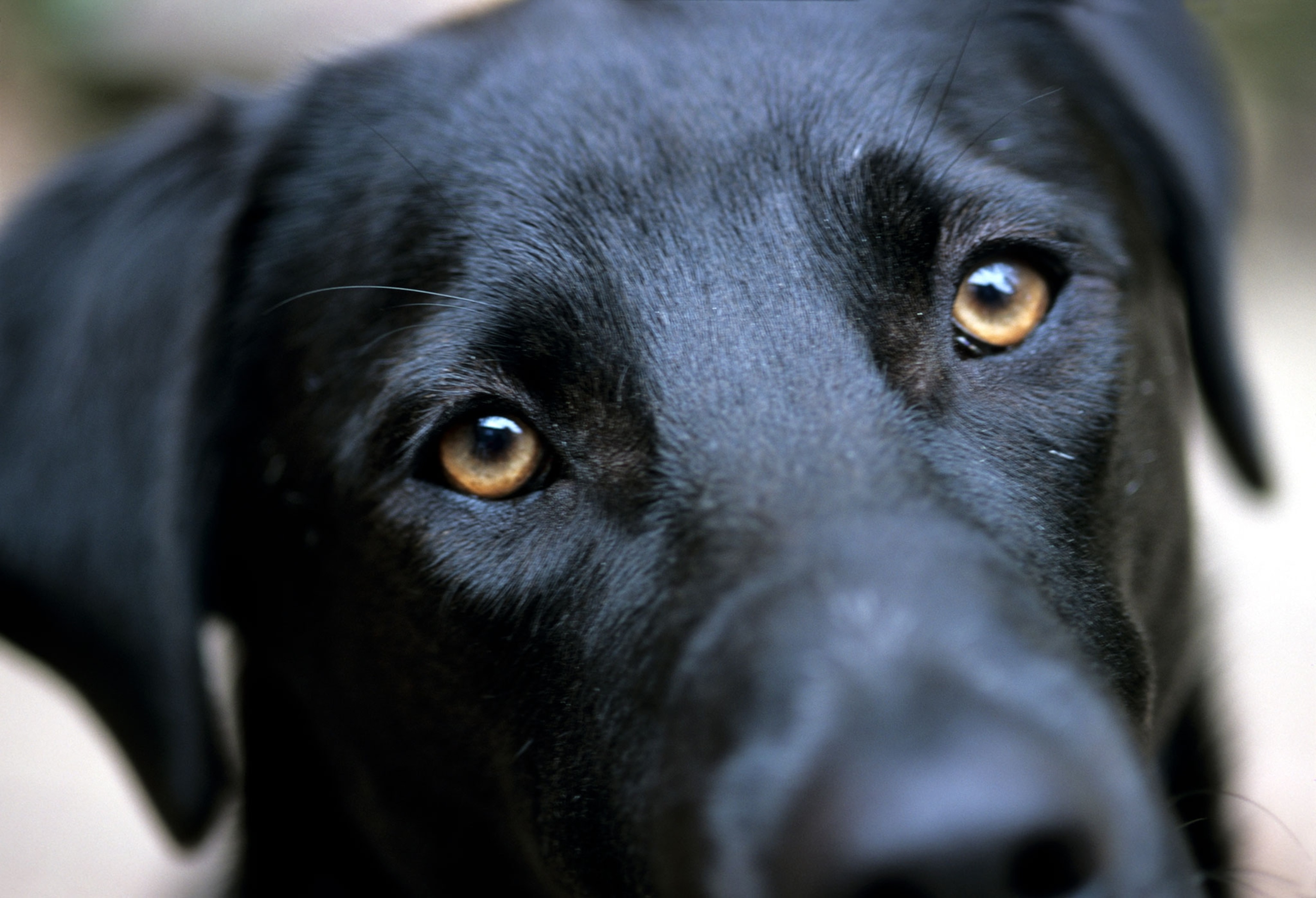 a black lab