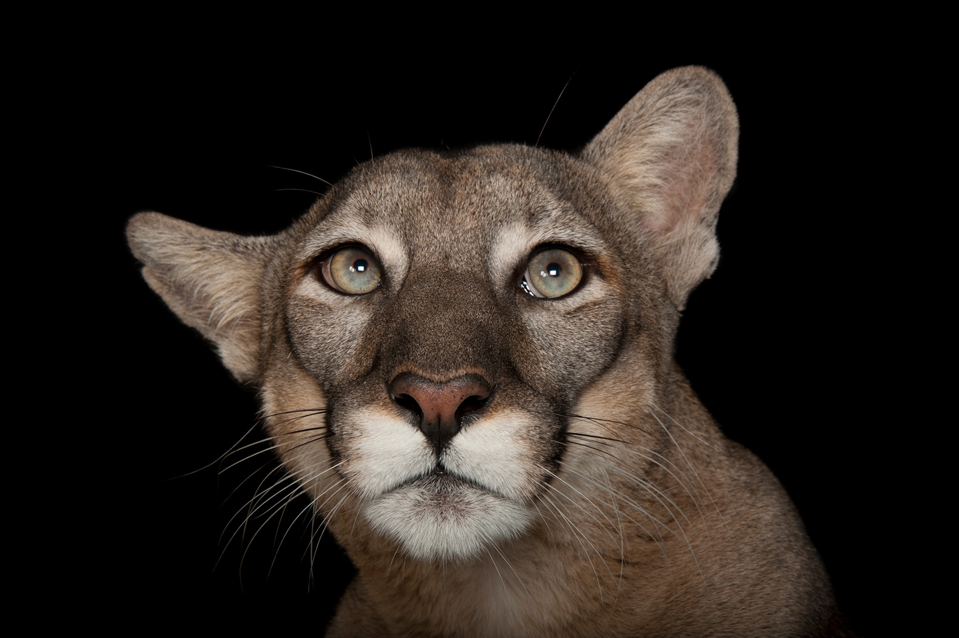 a Florida panther