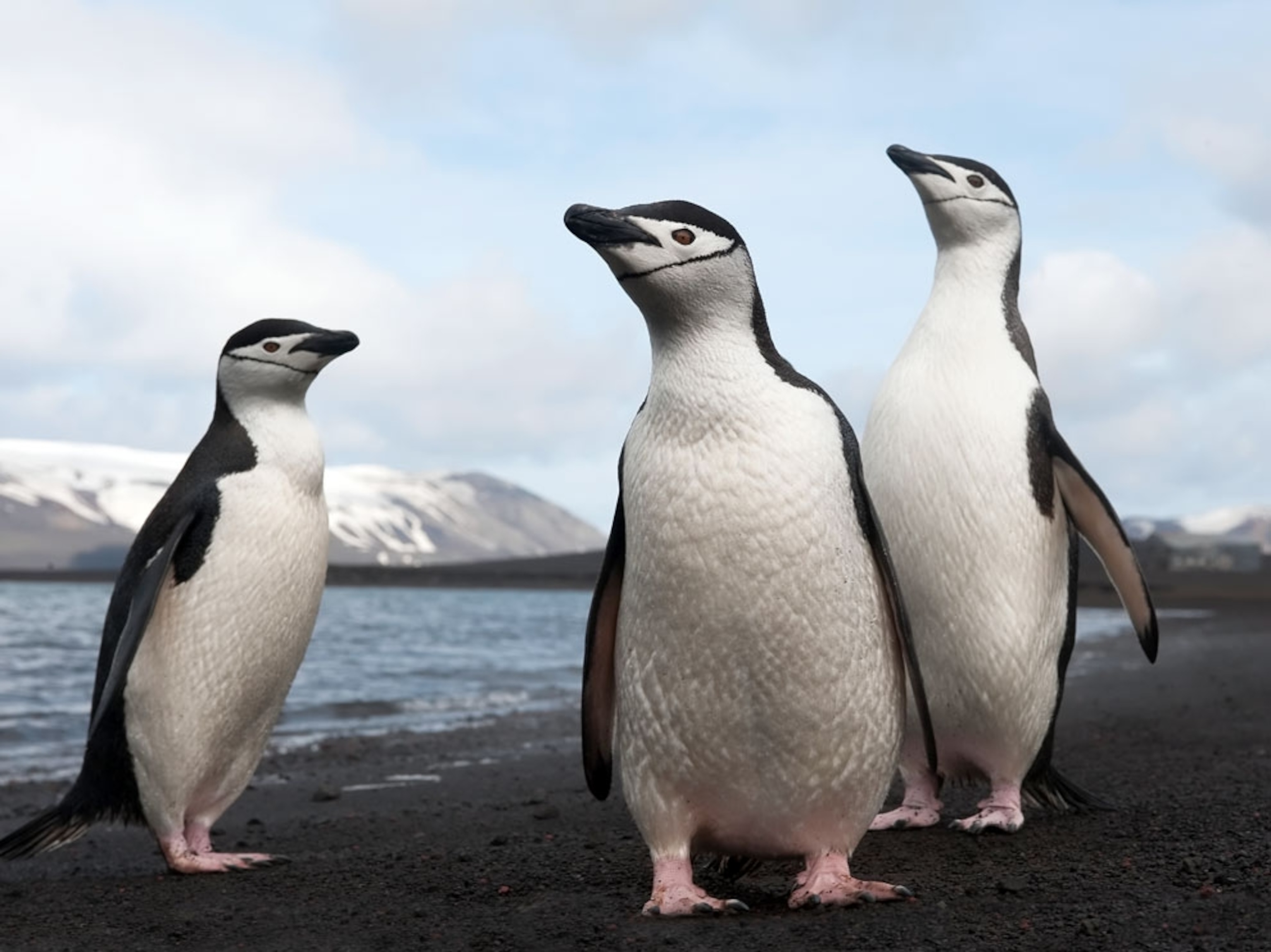 Chinstrap penguins in Port Foster Whalers Bay