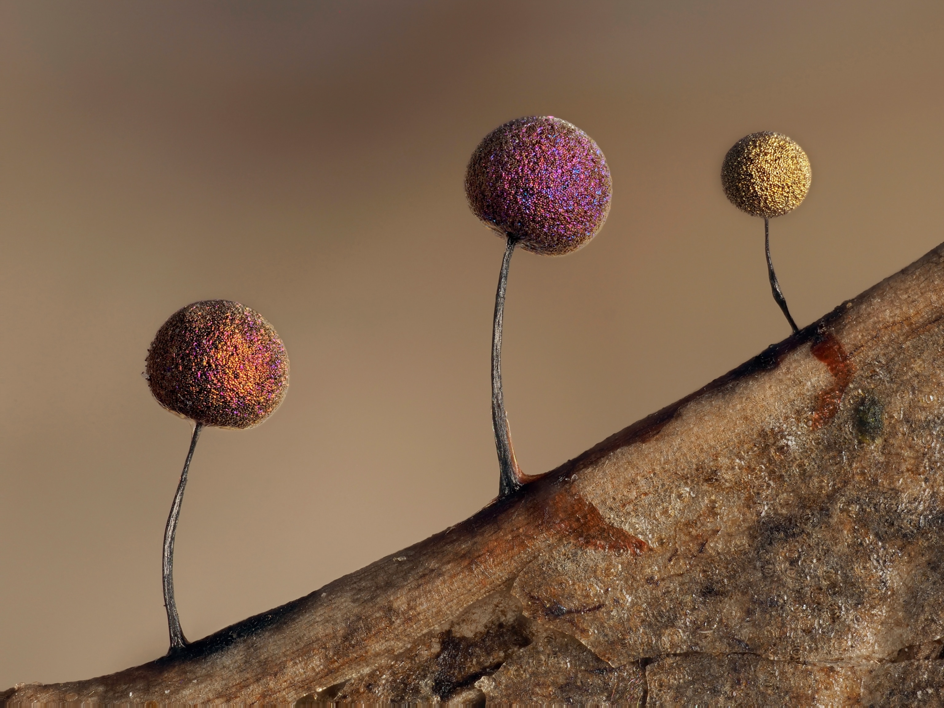 Picture of three colorful balls on stems looking like upside down cherries.