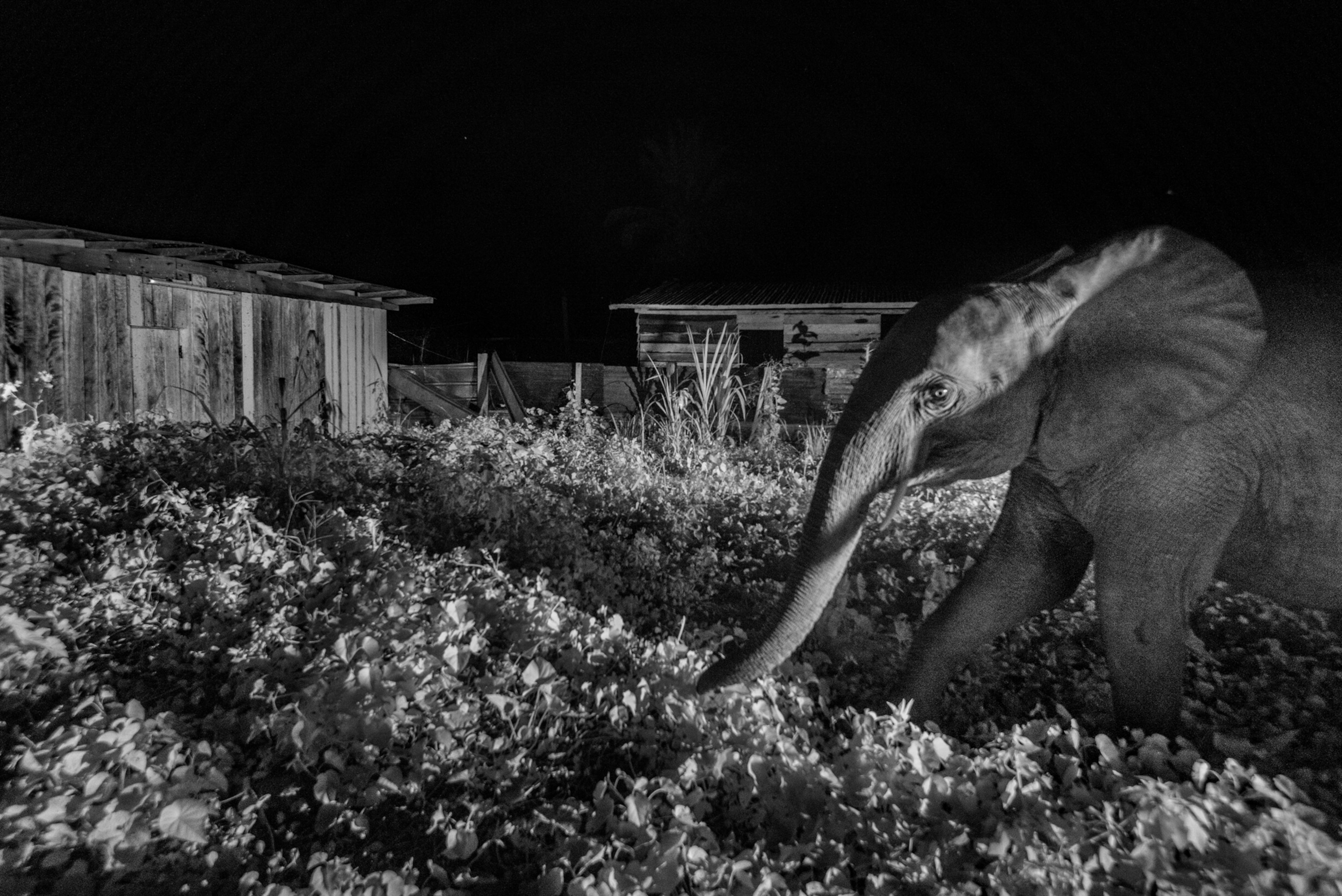 Picture of black and white night vision photo of elephant in gated garden.