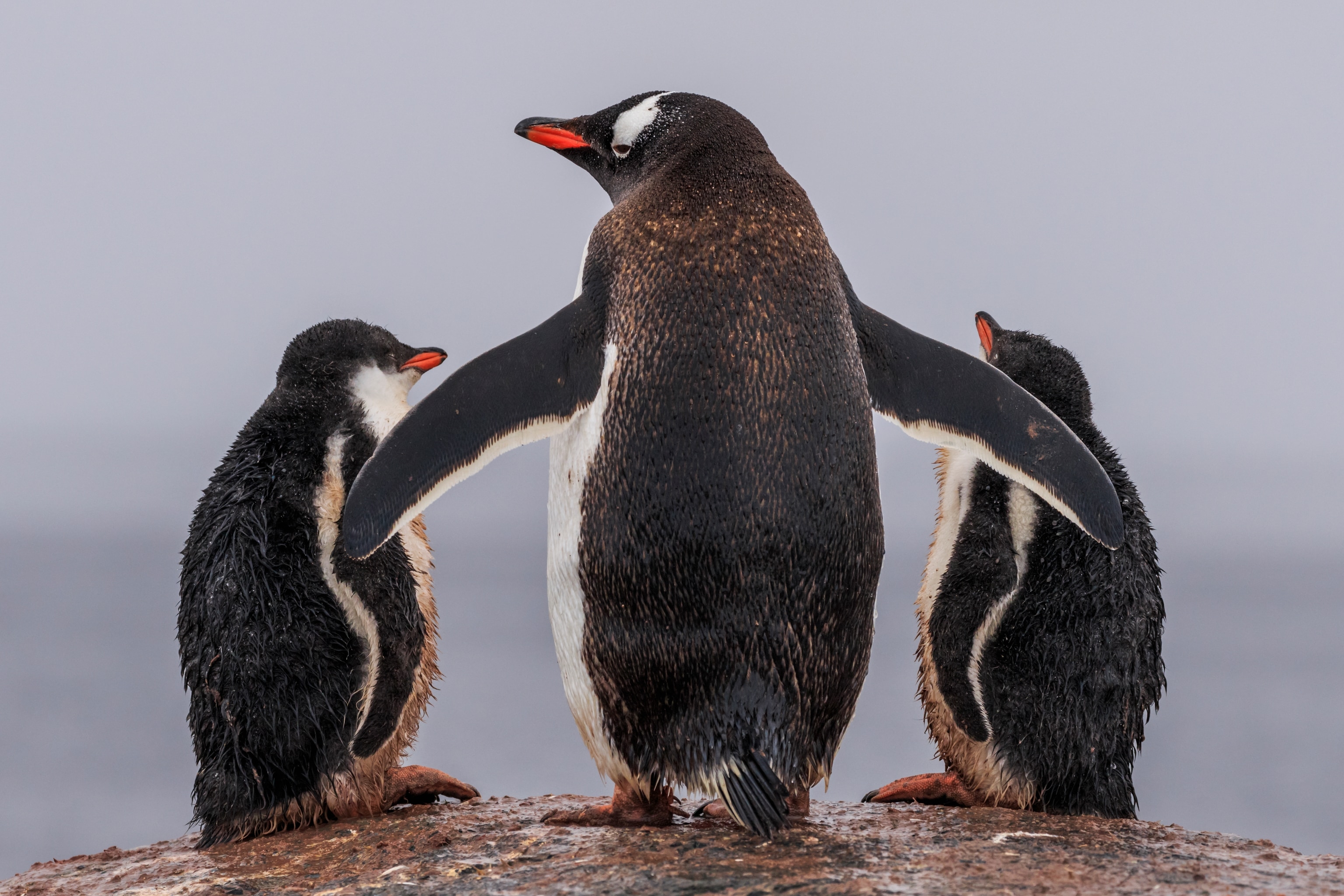 An adult Gentoo penguin, has its wings outstretched over two baby chicks on the Antarctic Peninsula, Antarctica.