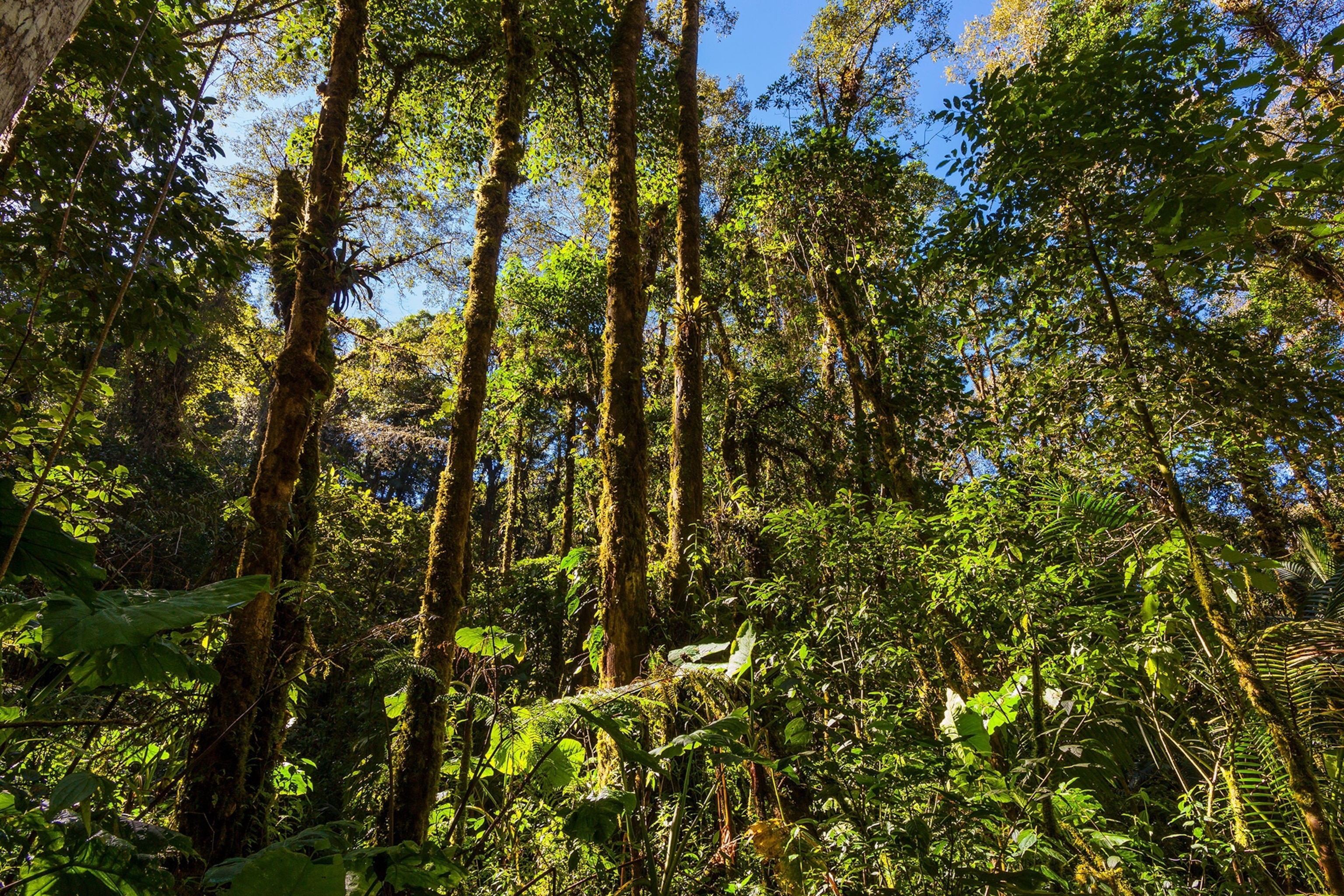 Trees fill the landscape as light cascades into the forest.