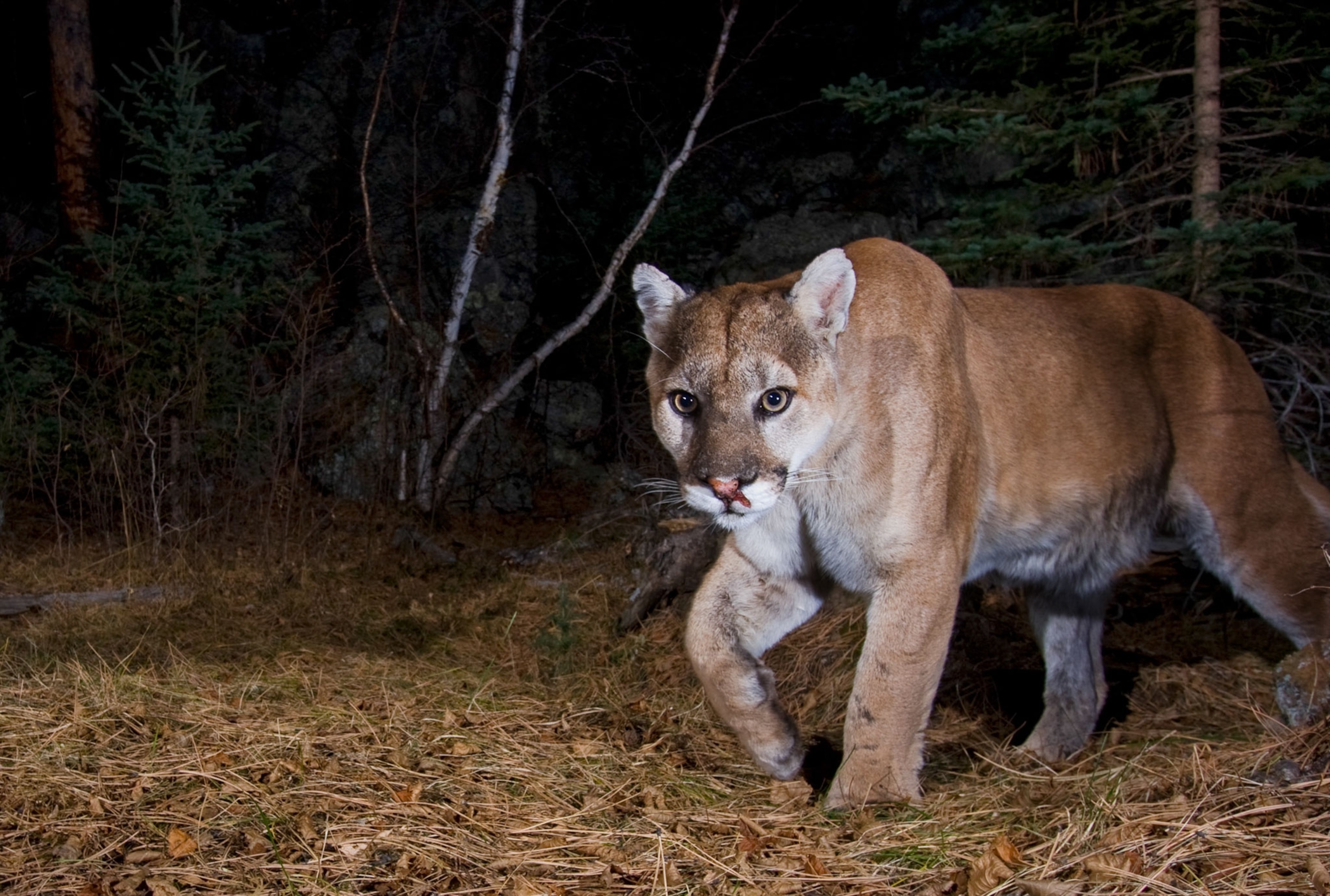a cougar in the Black Hills, South Dakota