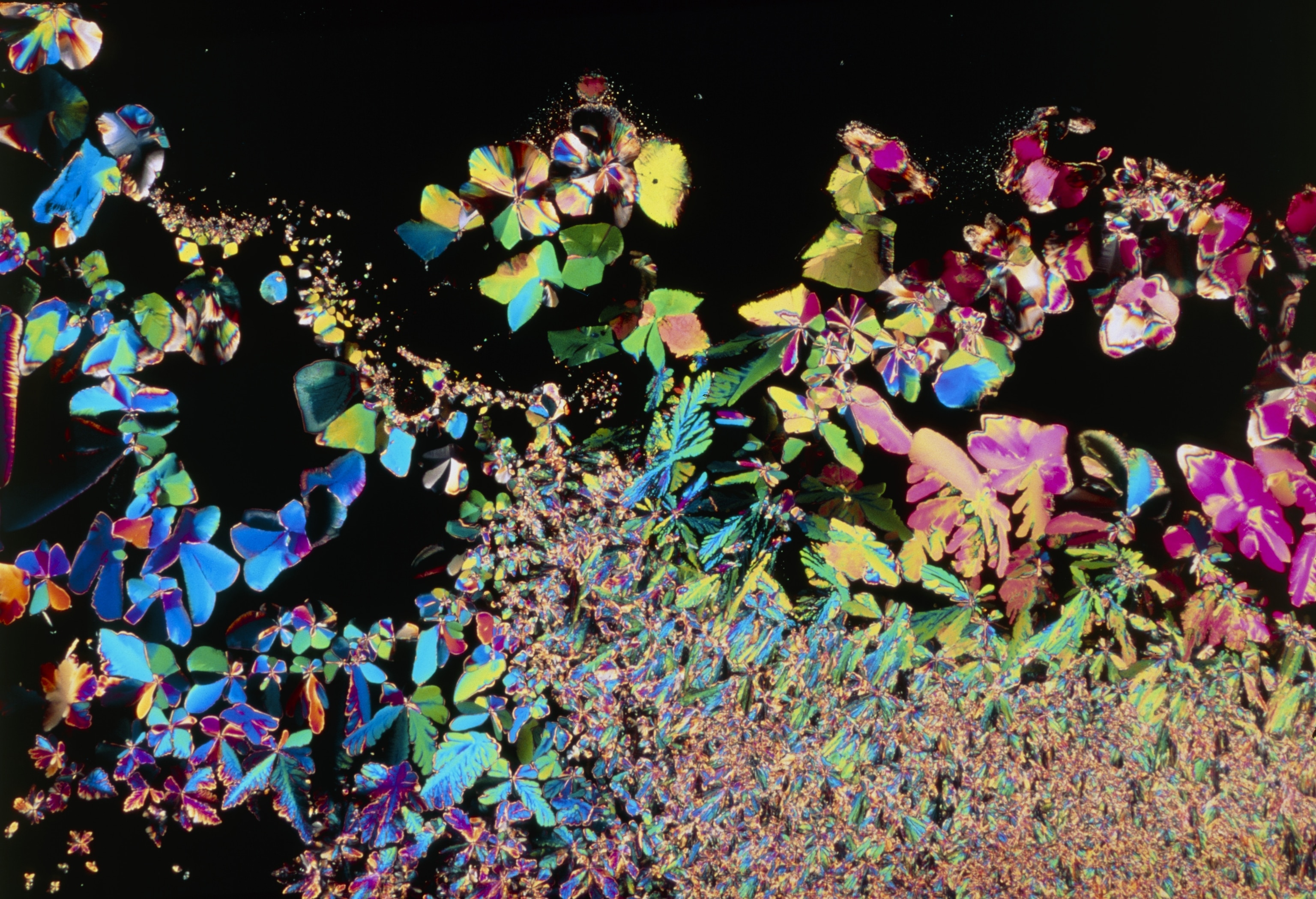 Polarized light micrograph of cortisol, or hydrocortisone, the chief steroid hormone secreted by the adrenal cortex