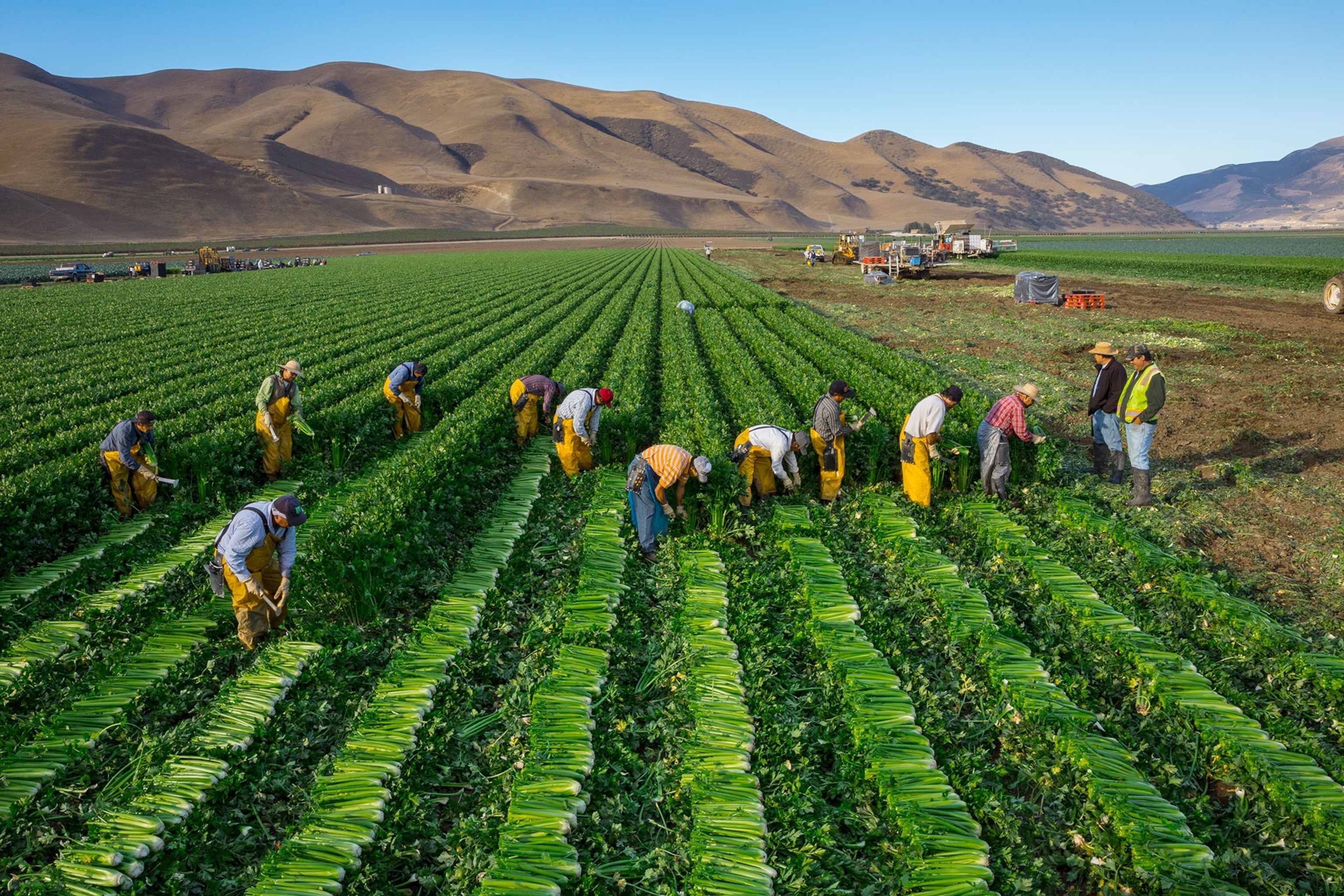 workers harvesting celery