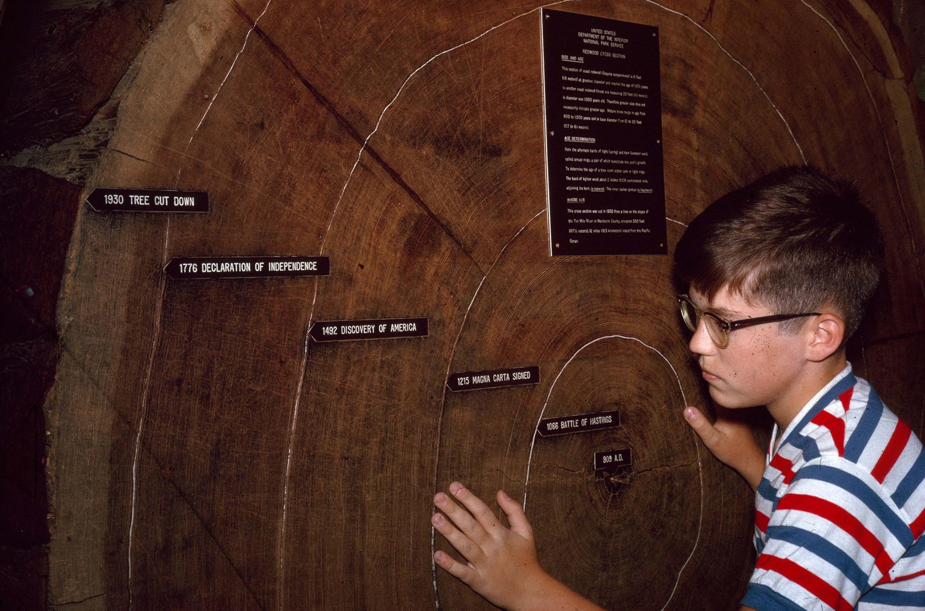a boy counting tree rings