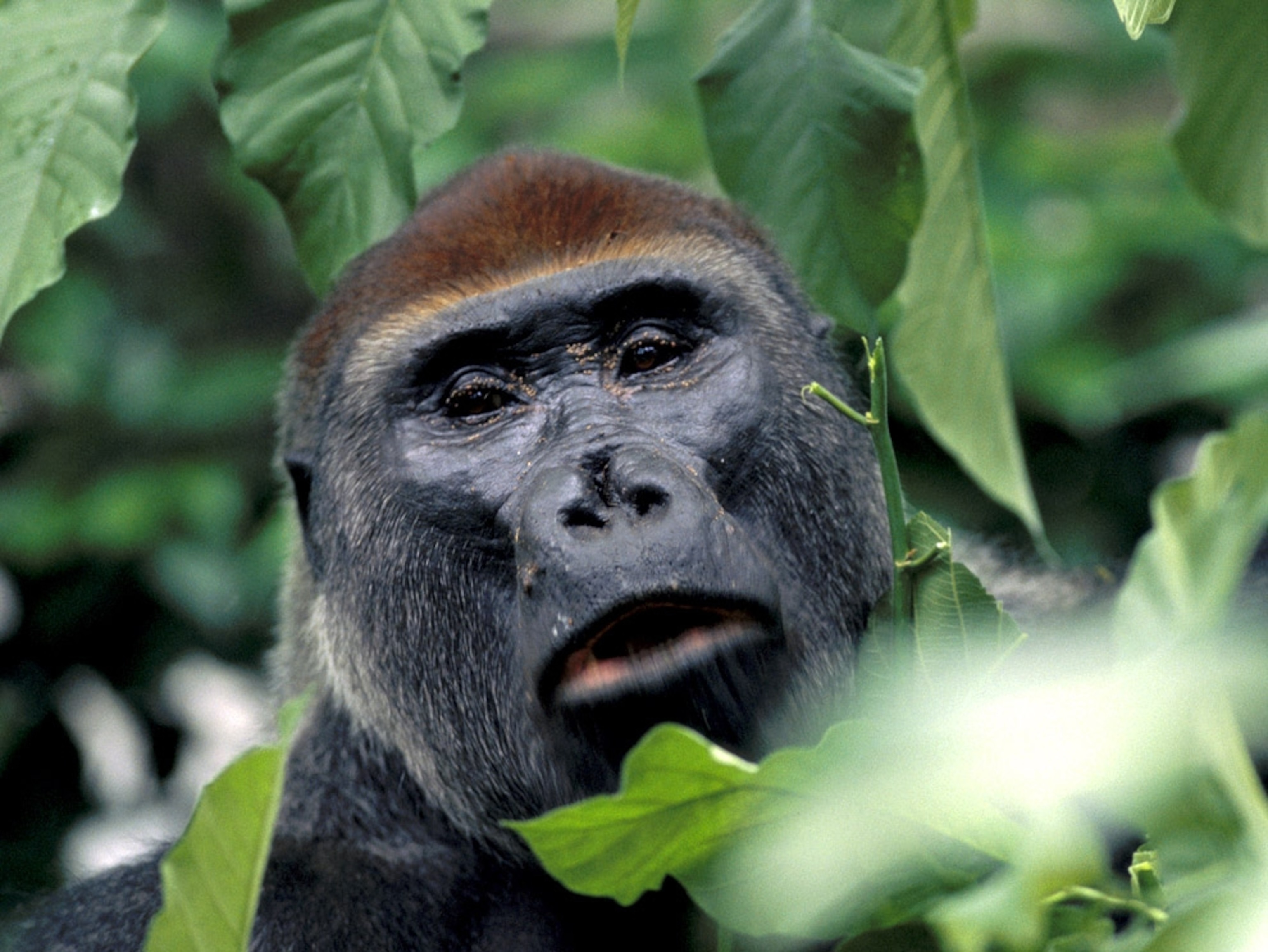 a western lowland gorilla looking toward the camera