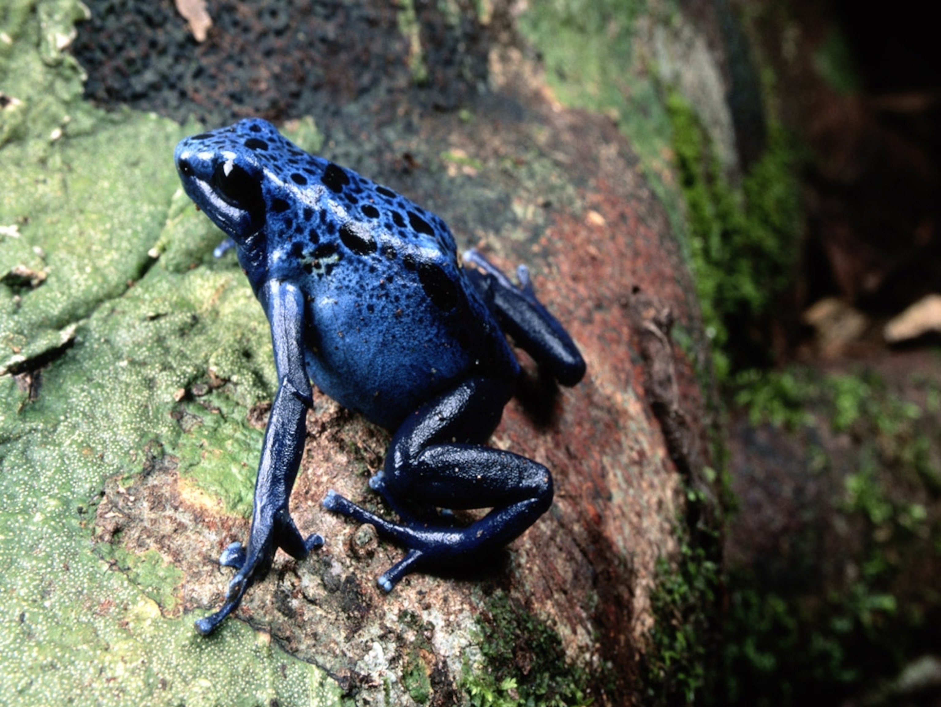 a bright blue poison dart frog
