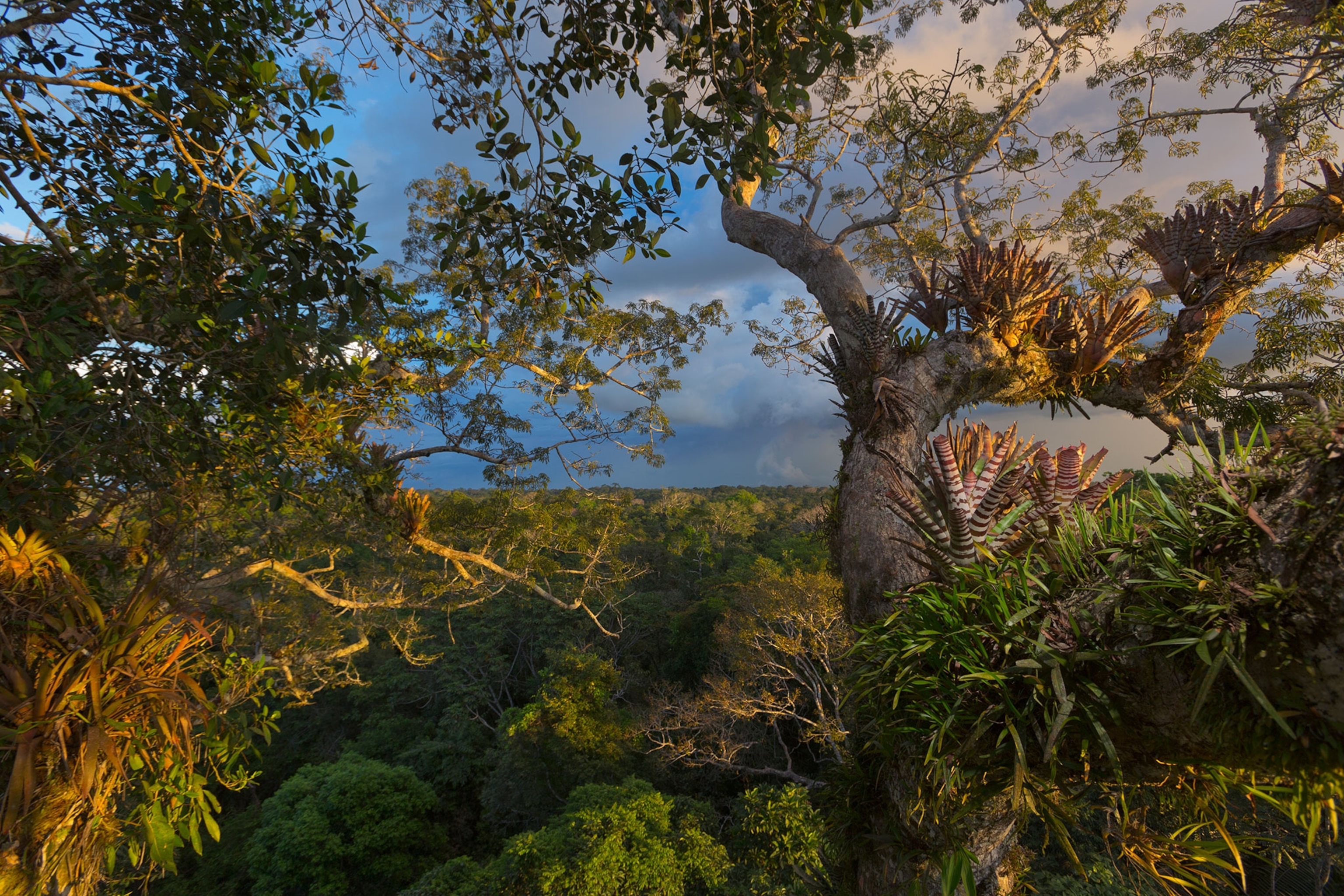 Yasuni National Park
