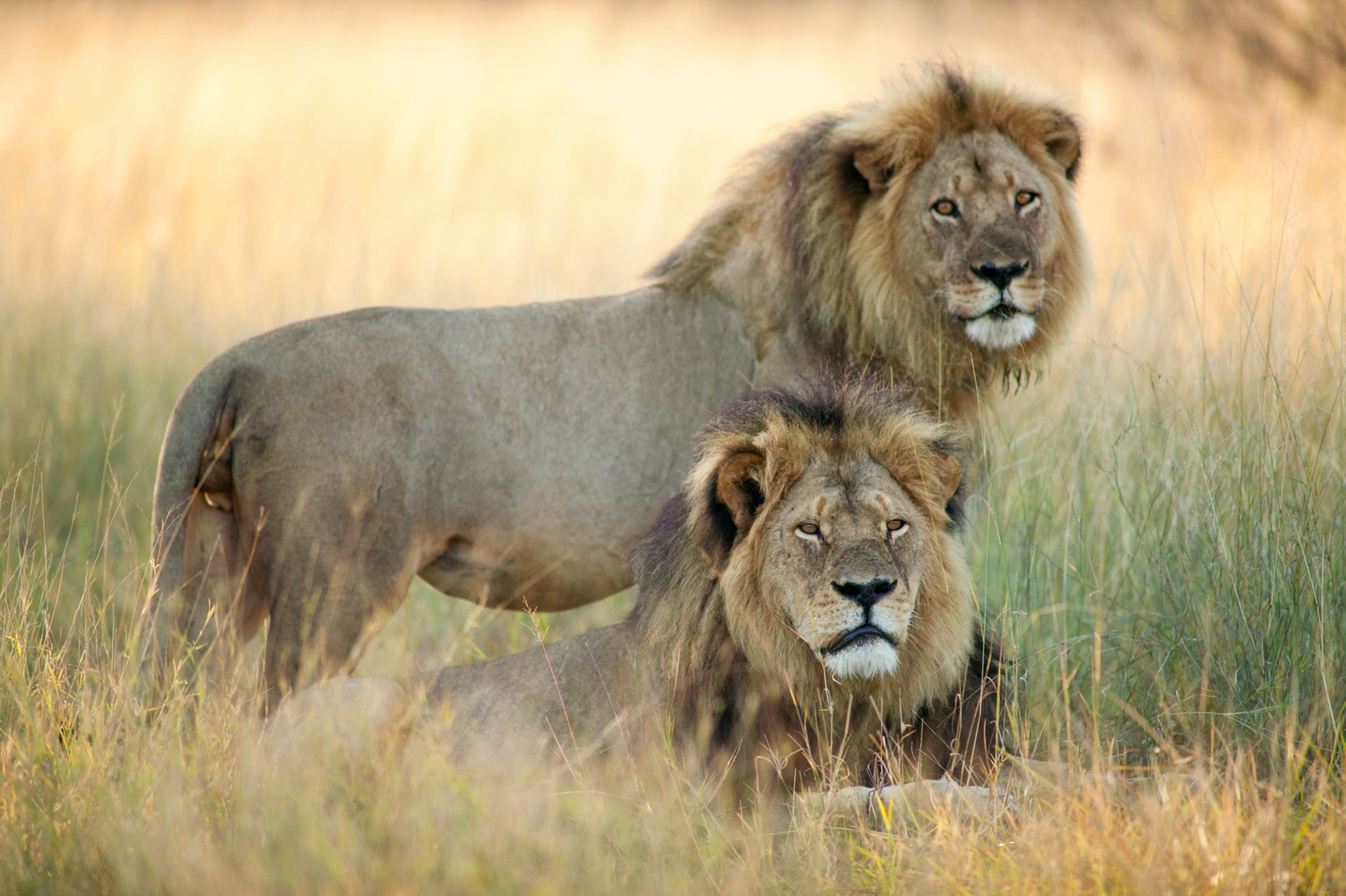 two lions