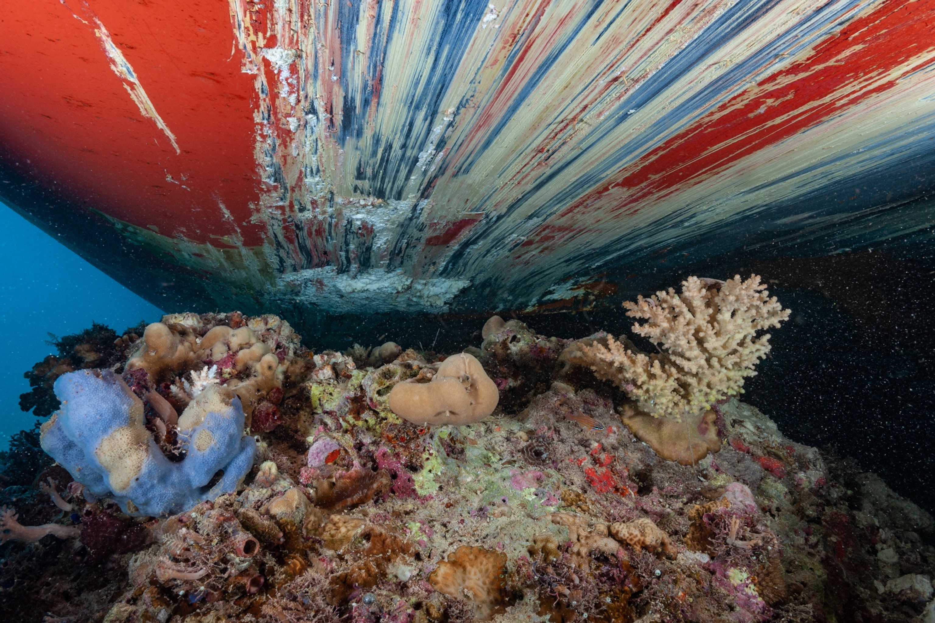 Picture of the hull of the Belle Rose where deep scratches are seen from where the boat ran aground in the coral reef.