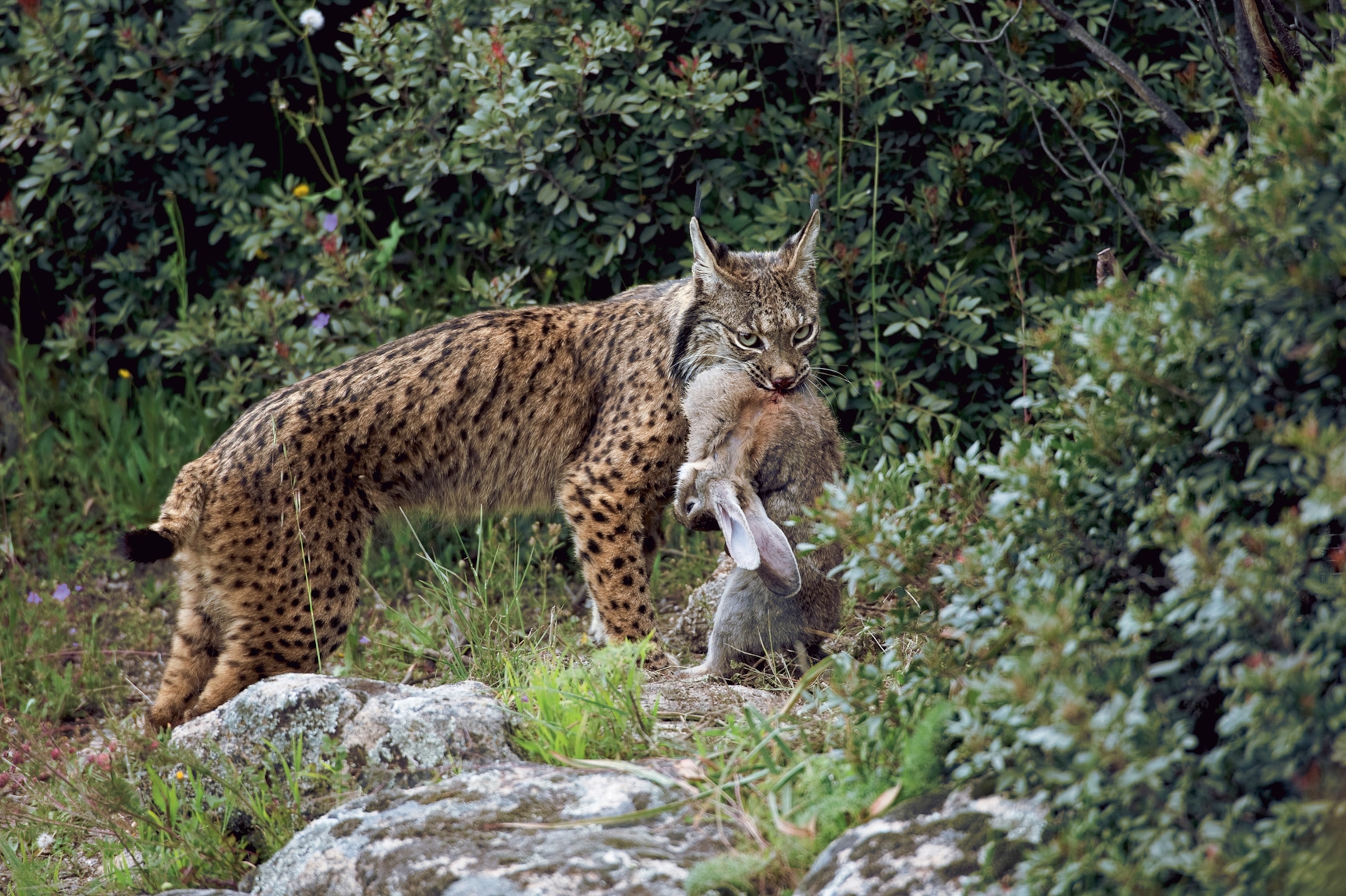 An Iberian lynx mother clears a predatorproof fence to catch a rabbit.