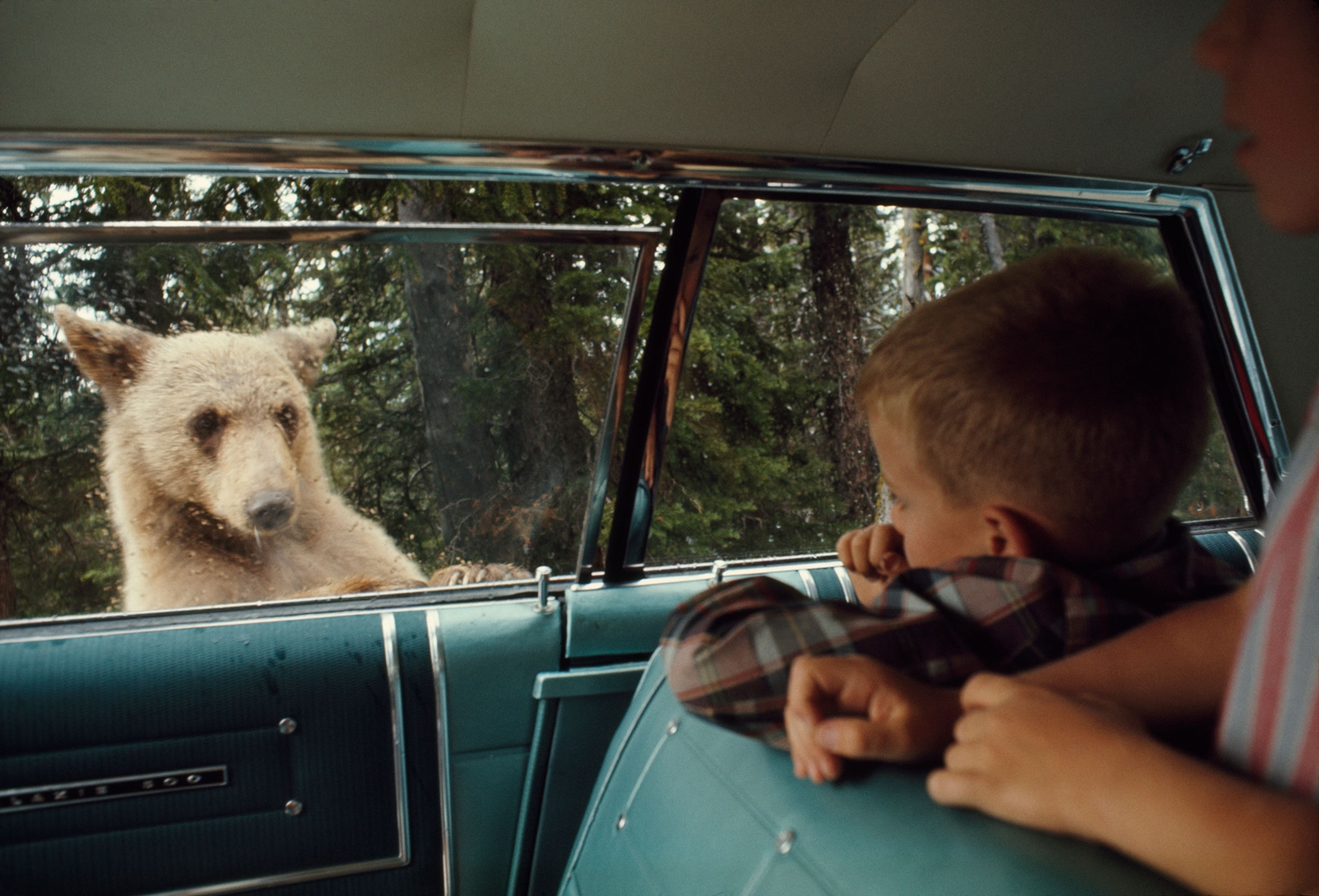 bear leaning against car looking through window at people inside car at national park.