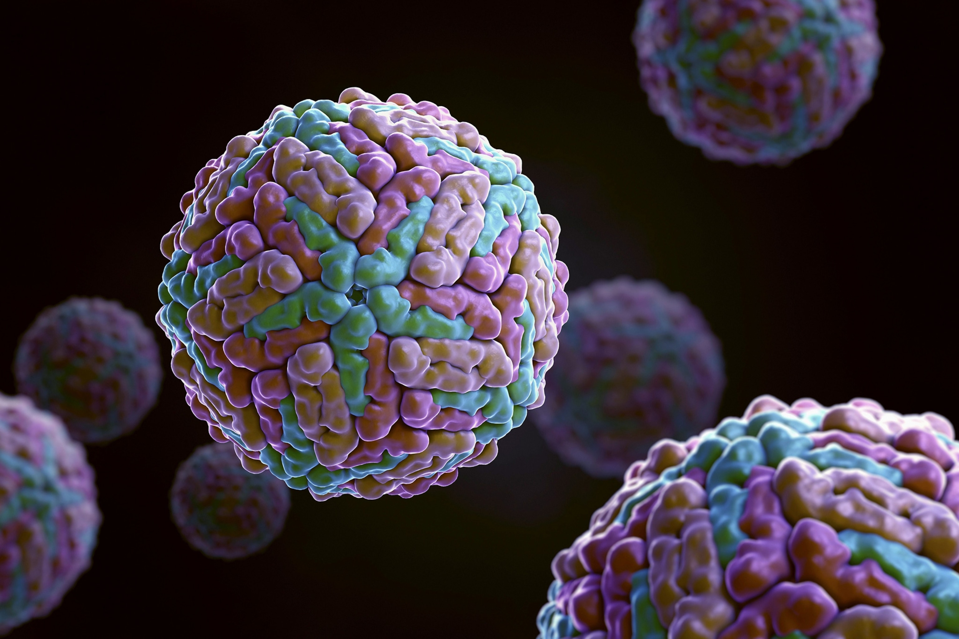 Dengue virus structure.
