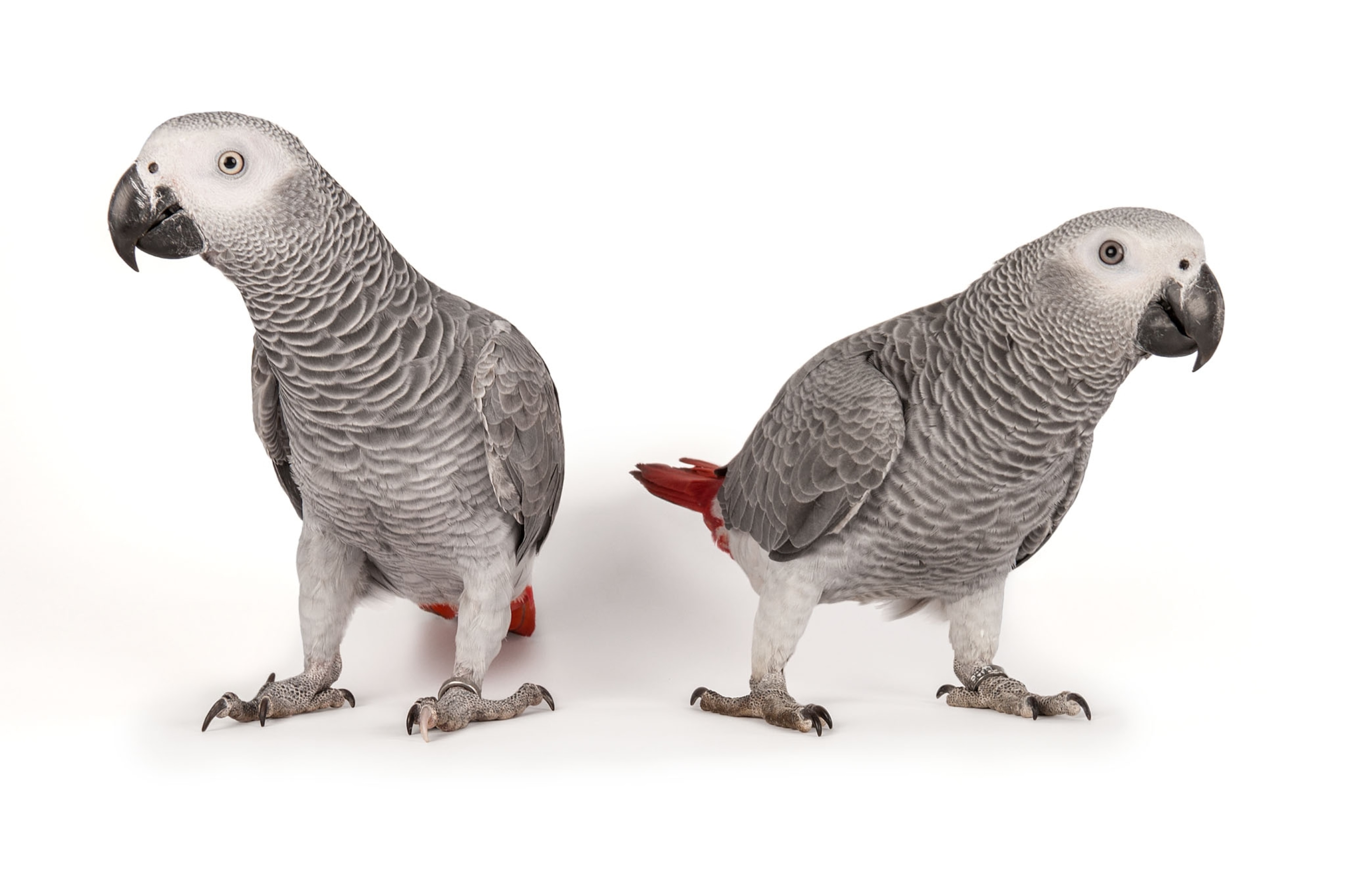 a pair of grey and white parrots on a white background