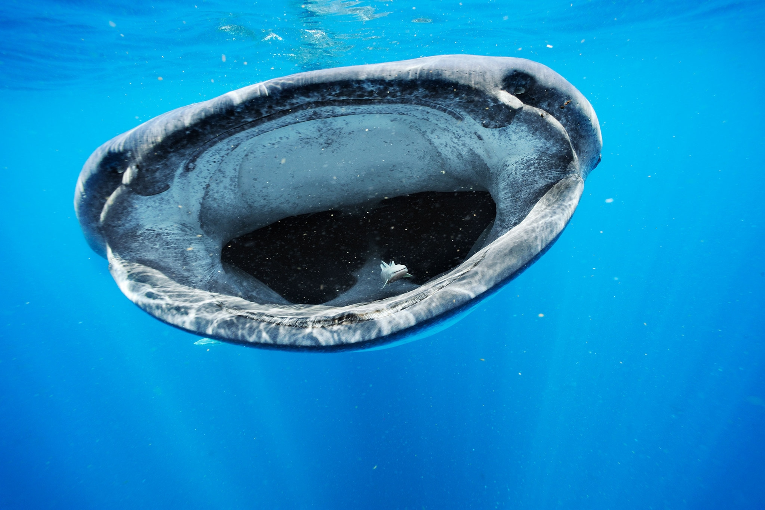 a whale shark