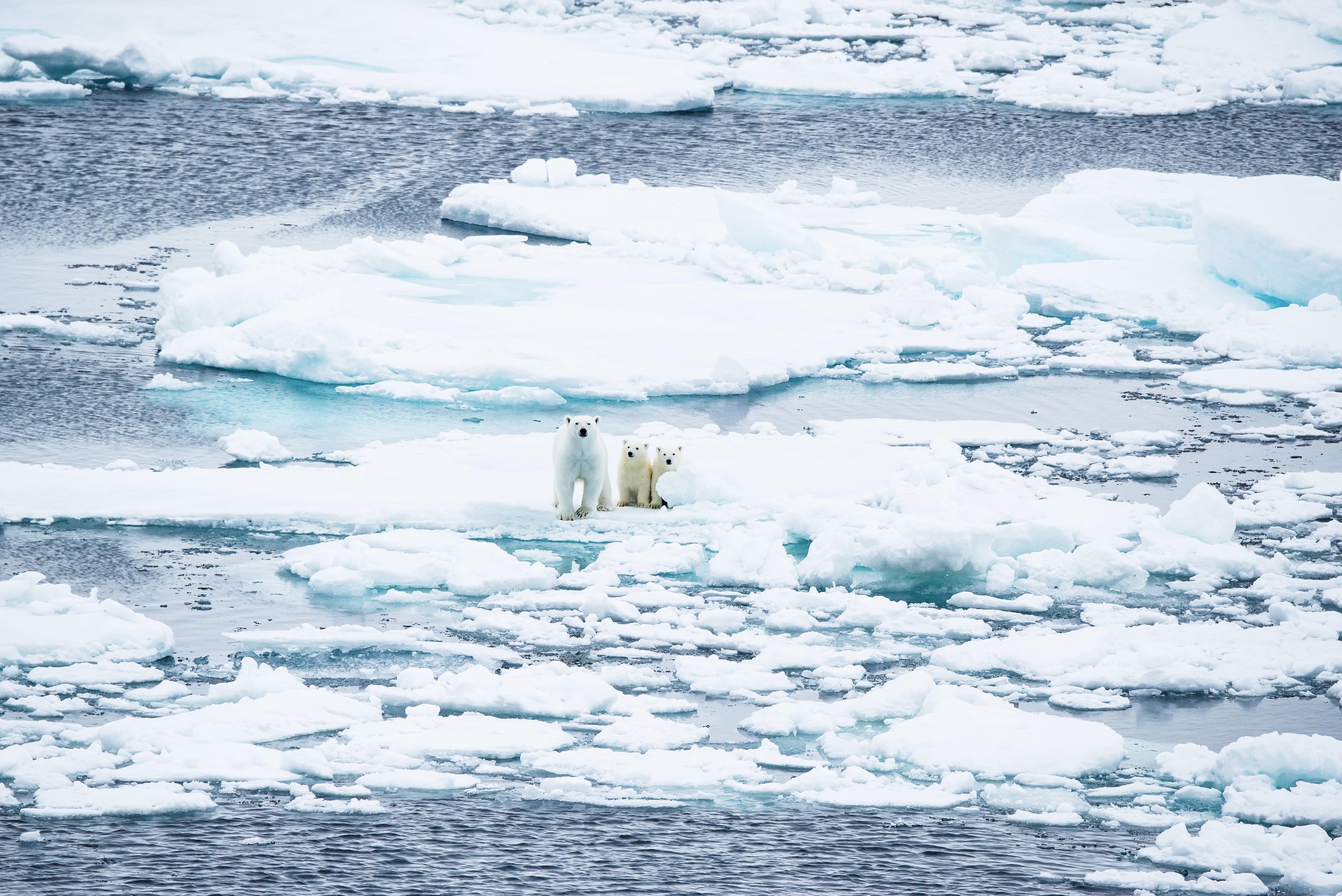 Polar bear mother and cubs on Beechey Island, Nunavut.