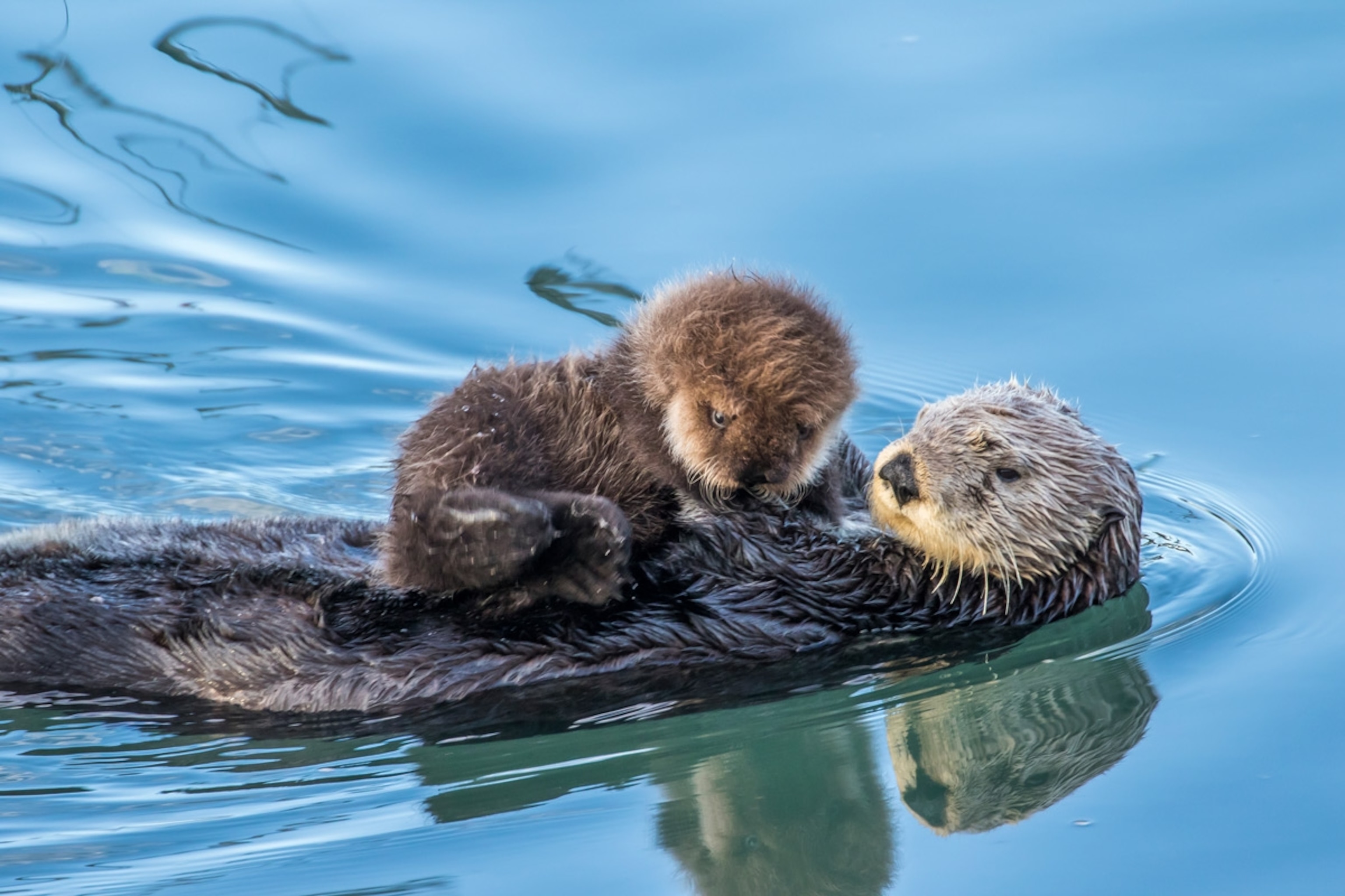 A Southern sea otter mother, Enhydra lutris, and her pup.