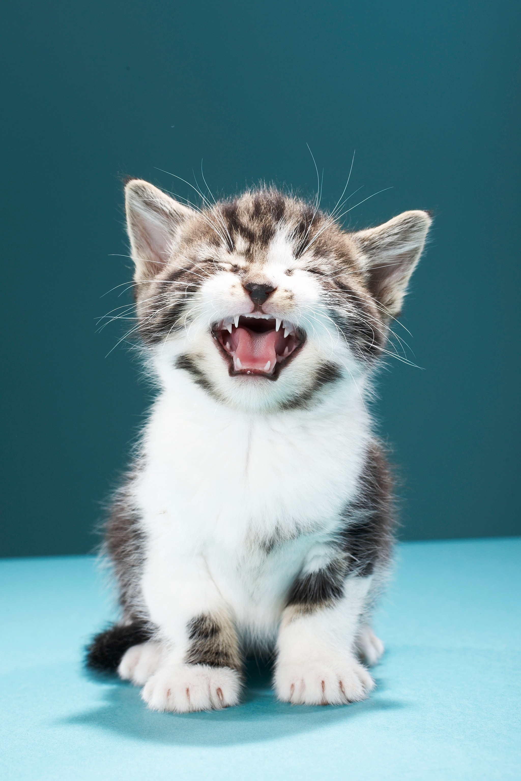 A small gray and white kitten with eyes closed, meowing, in front of a blue studio backdrop.