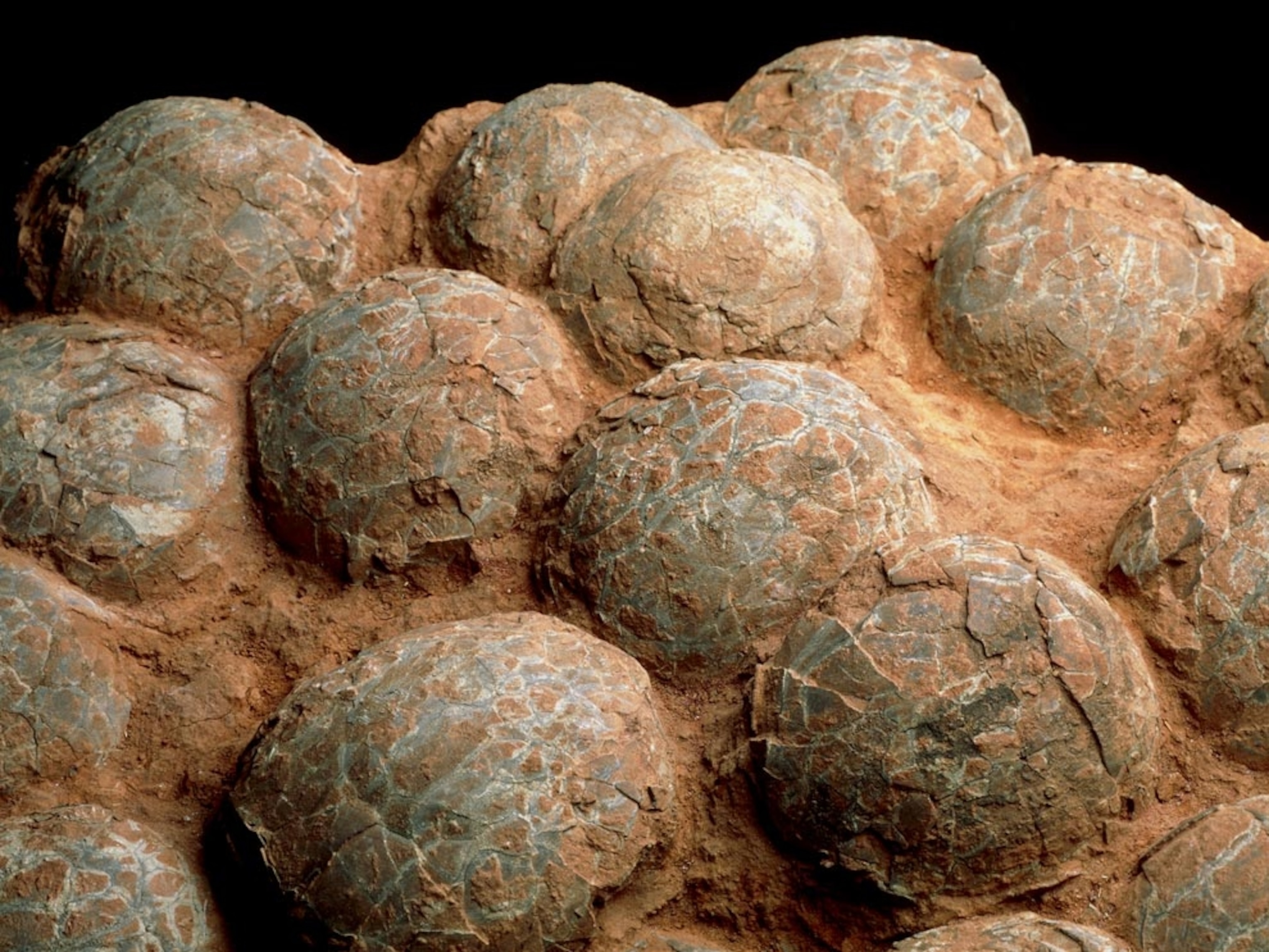 Dinosaur eggs