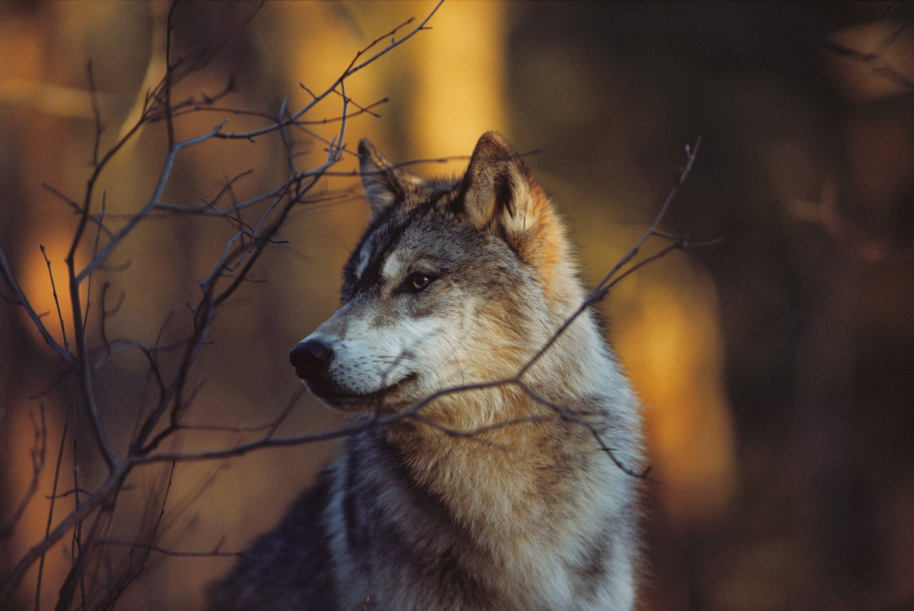a wolf looking to the left