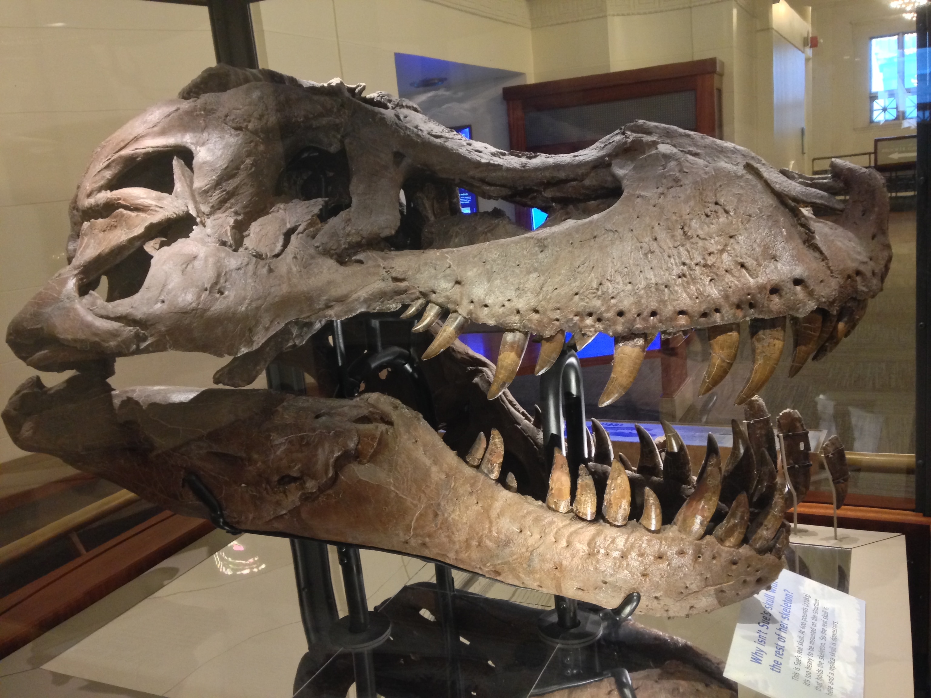 Sue's skull, displayed at the Field Museum. Photo by Brian Switek.