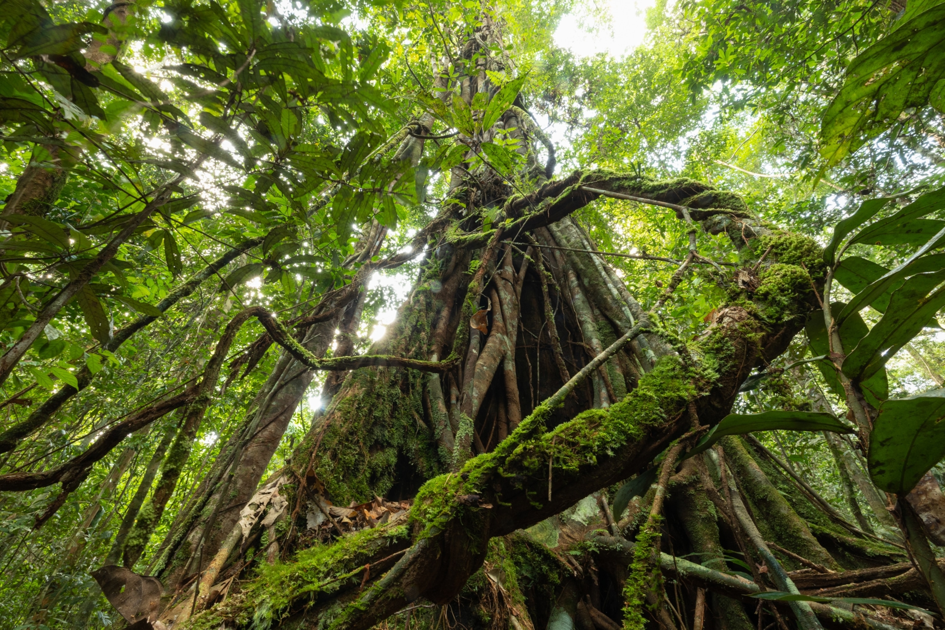 A giant strangler fig tree draped in lianas.