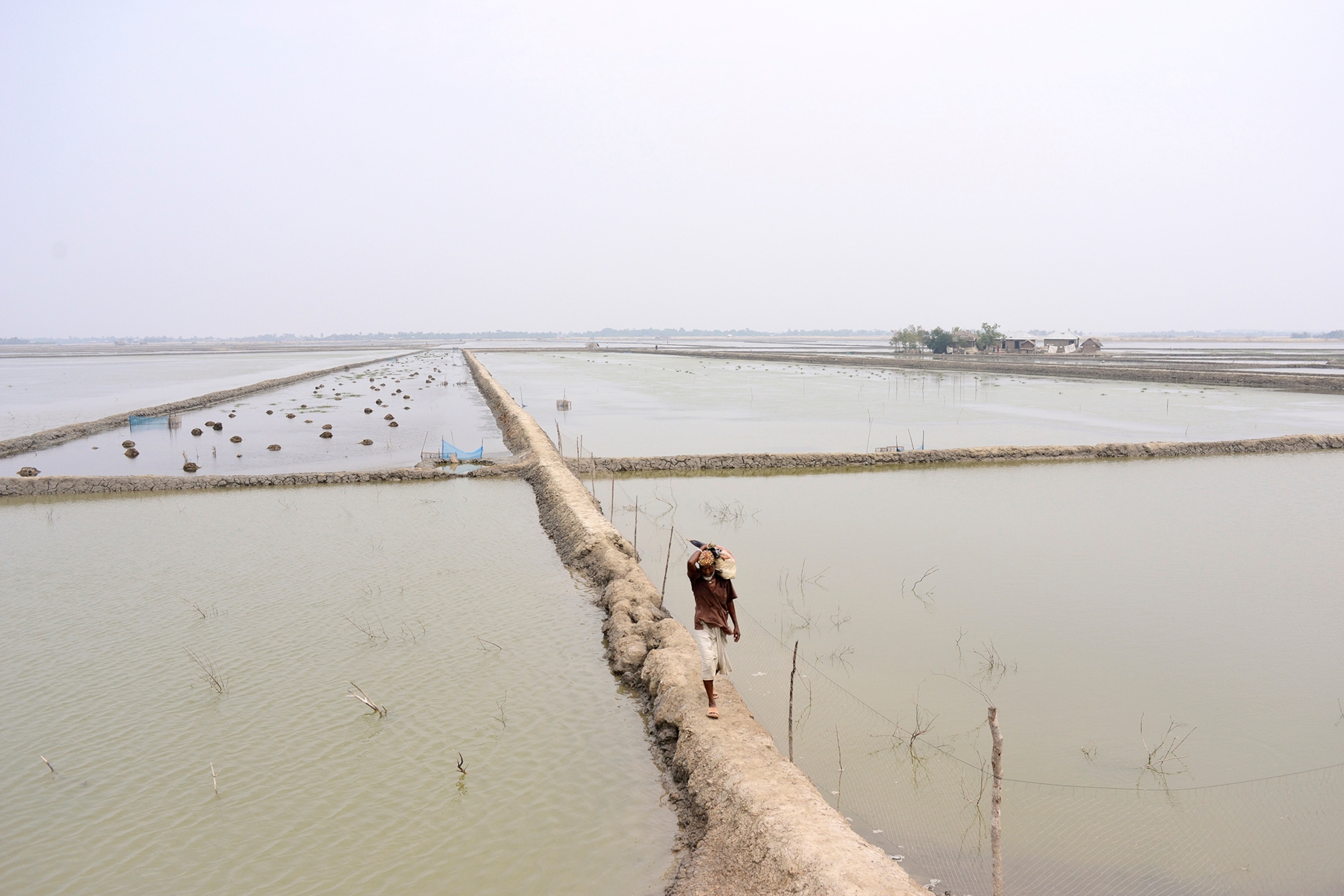 shrimp farm is Satkhira District, Bangladesh