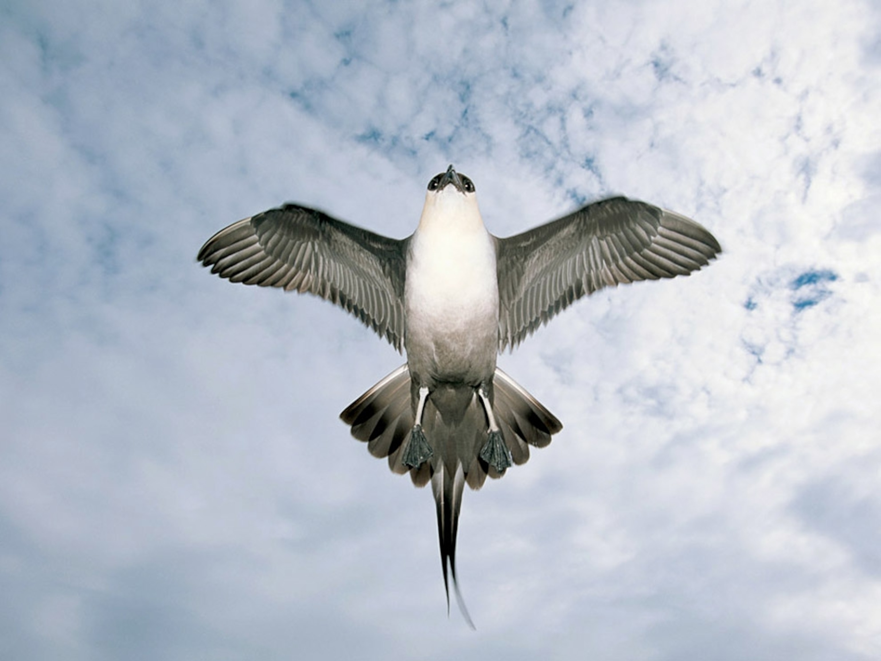 an arctic skua