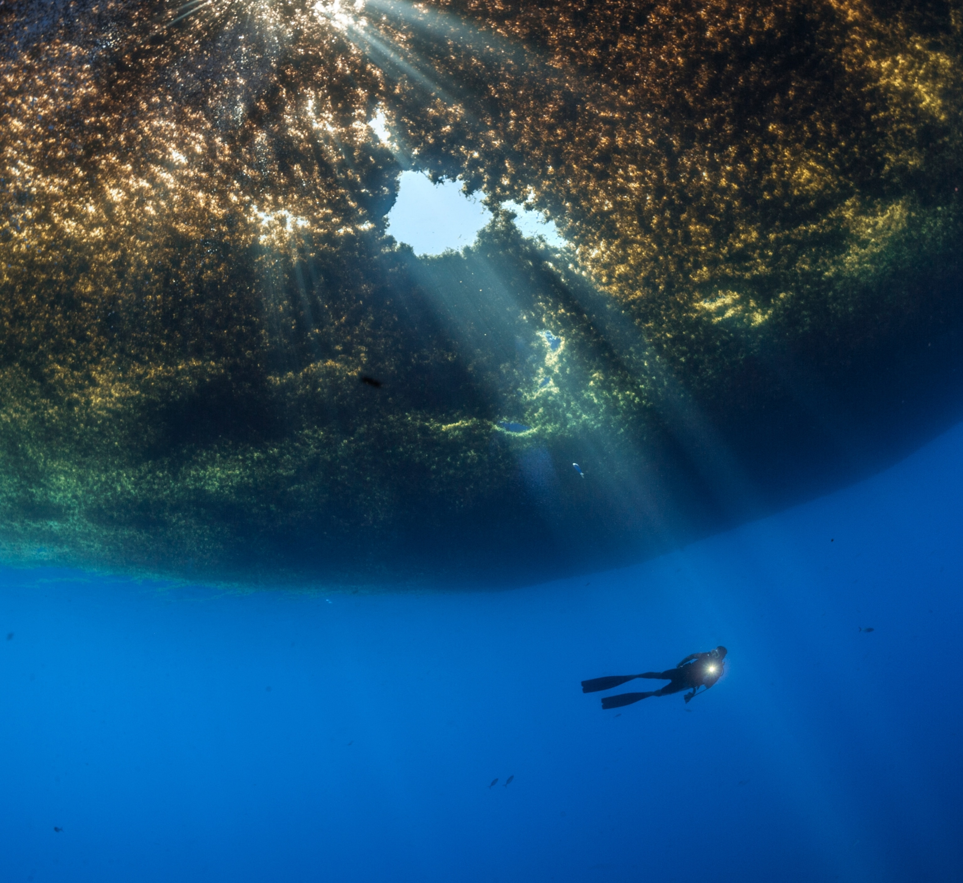 A diver swims beneath a mass of sargassum as rays a light pass between breaks in the mass.