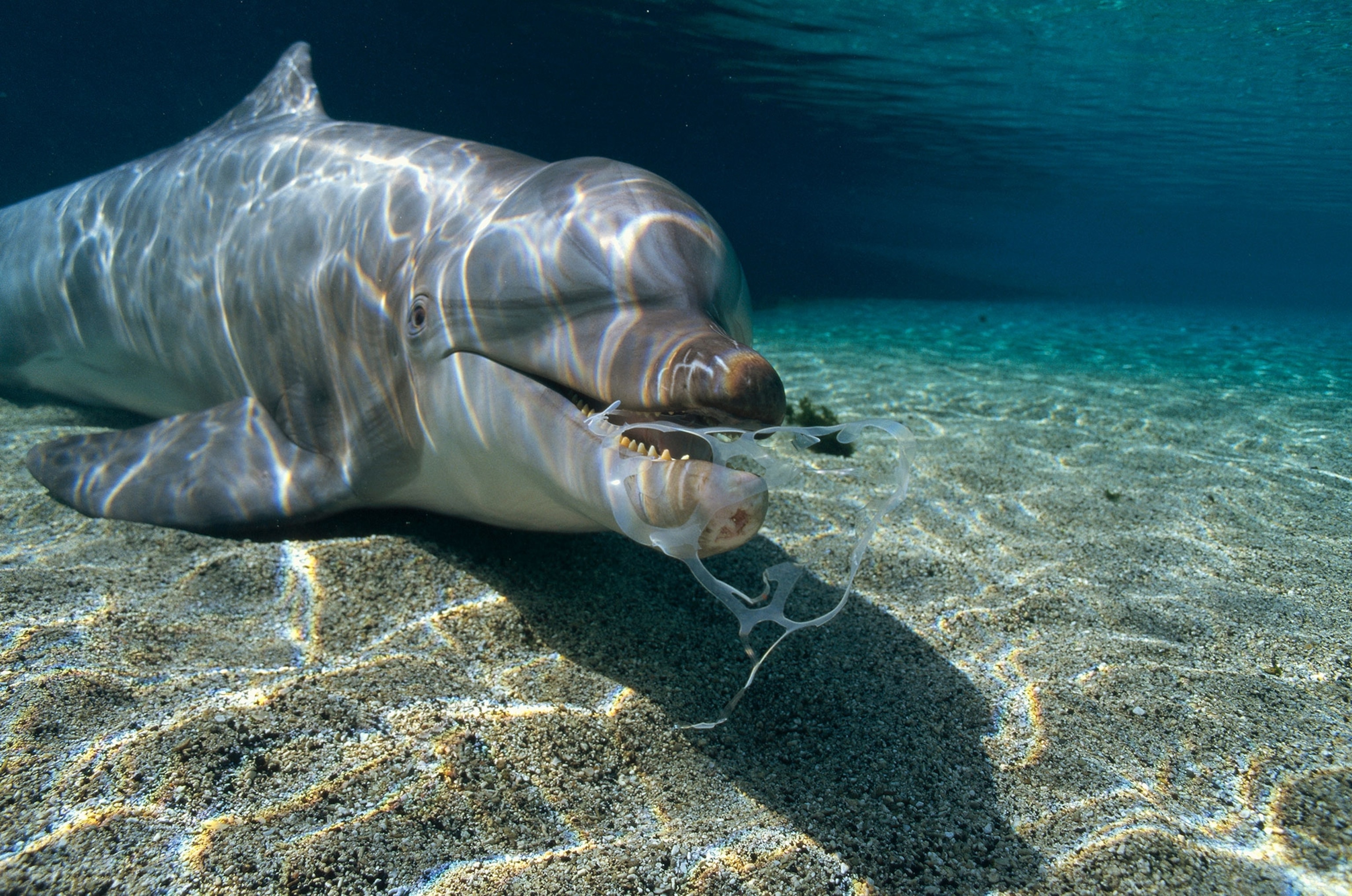 a dolphin playing with a 6-pack plastic ring