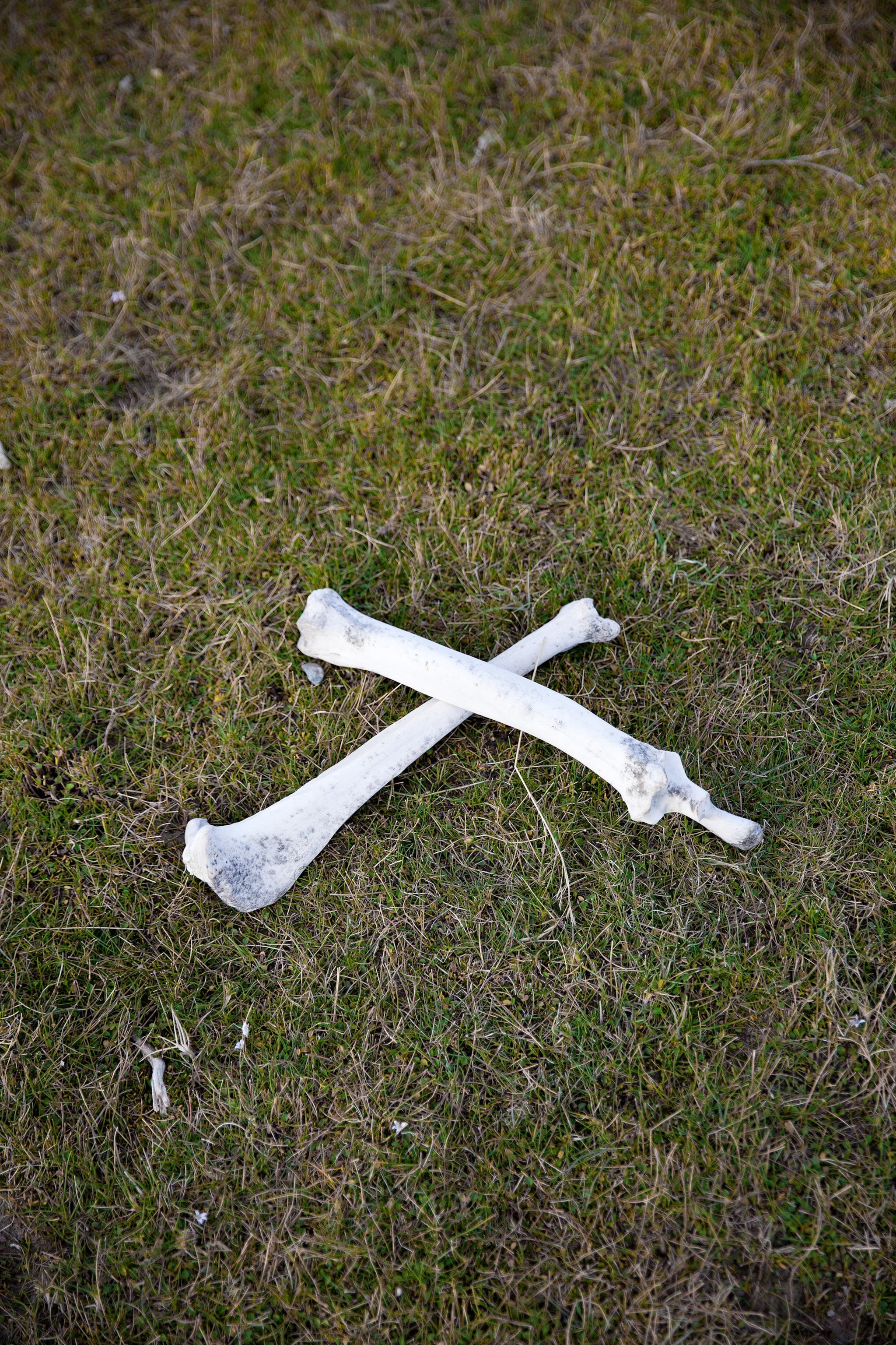 guanaco bones in Torres del Paine, Patagonia, Chile