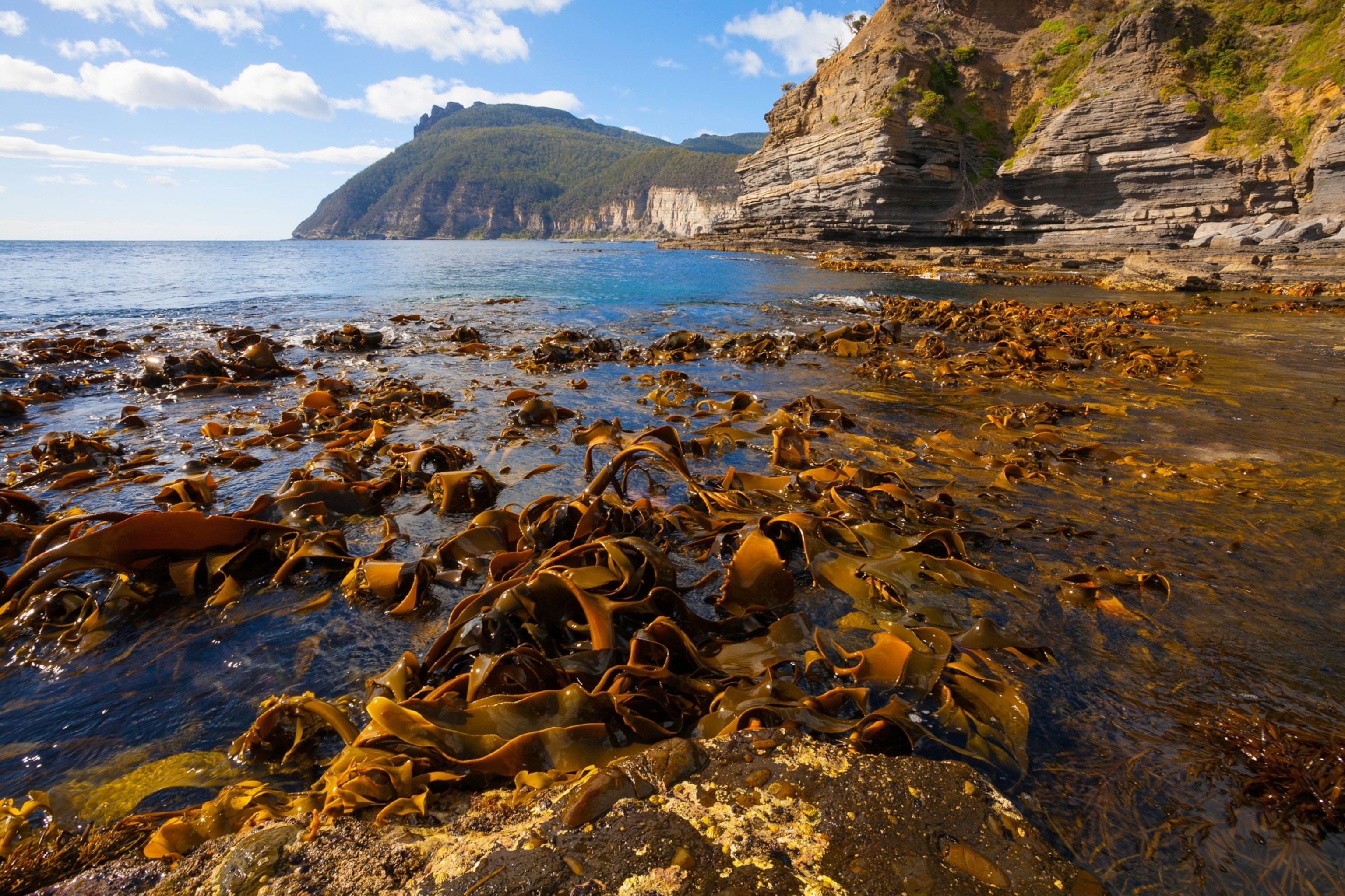seaweed washed ashore, beachside mountain range in the distance