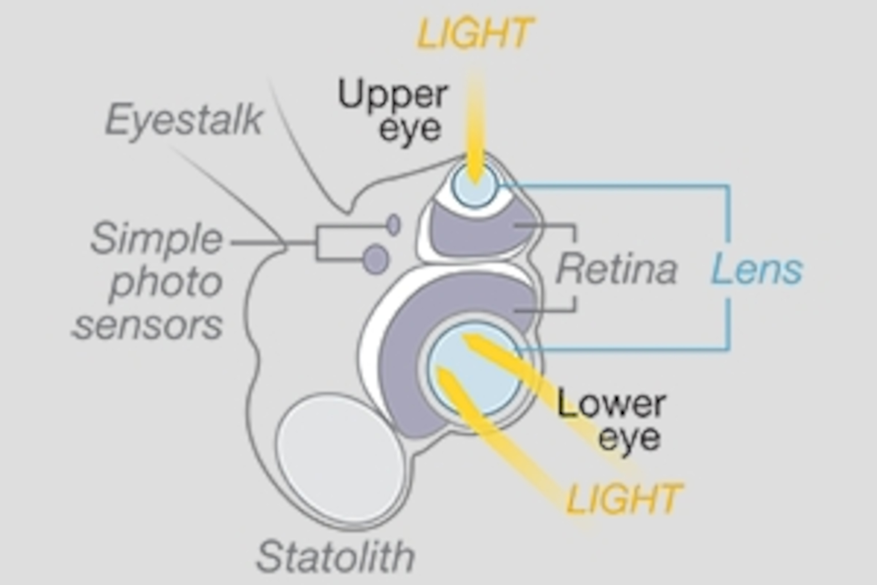 Graphic showing the structure of a box jellyfish eye