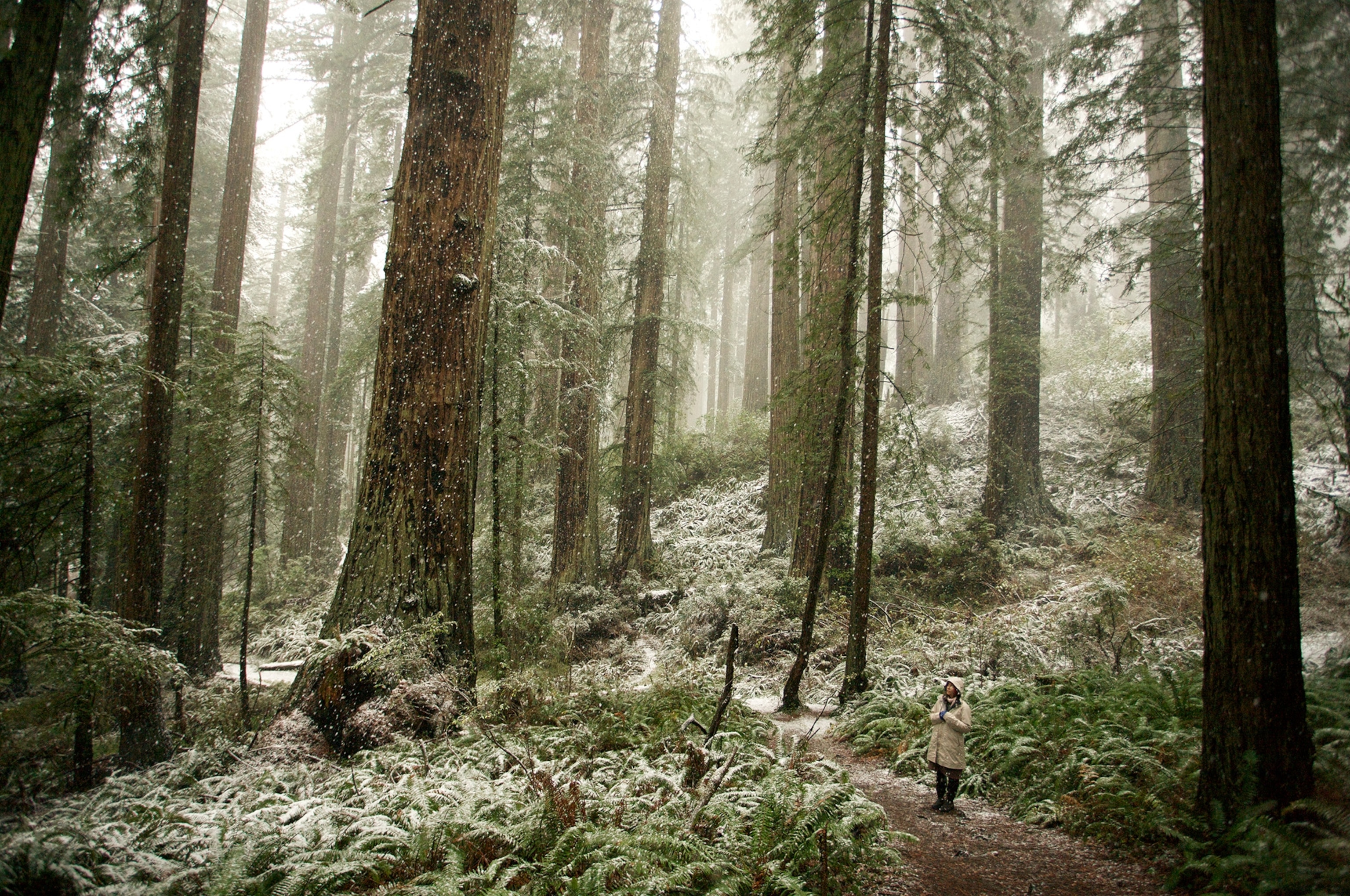 A rare dusting of snow in Del Norte Redwoods State Park.