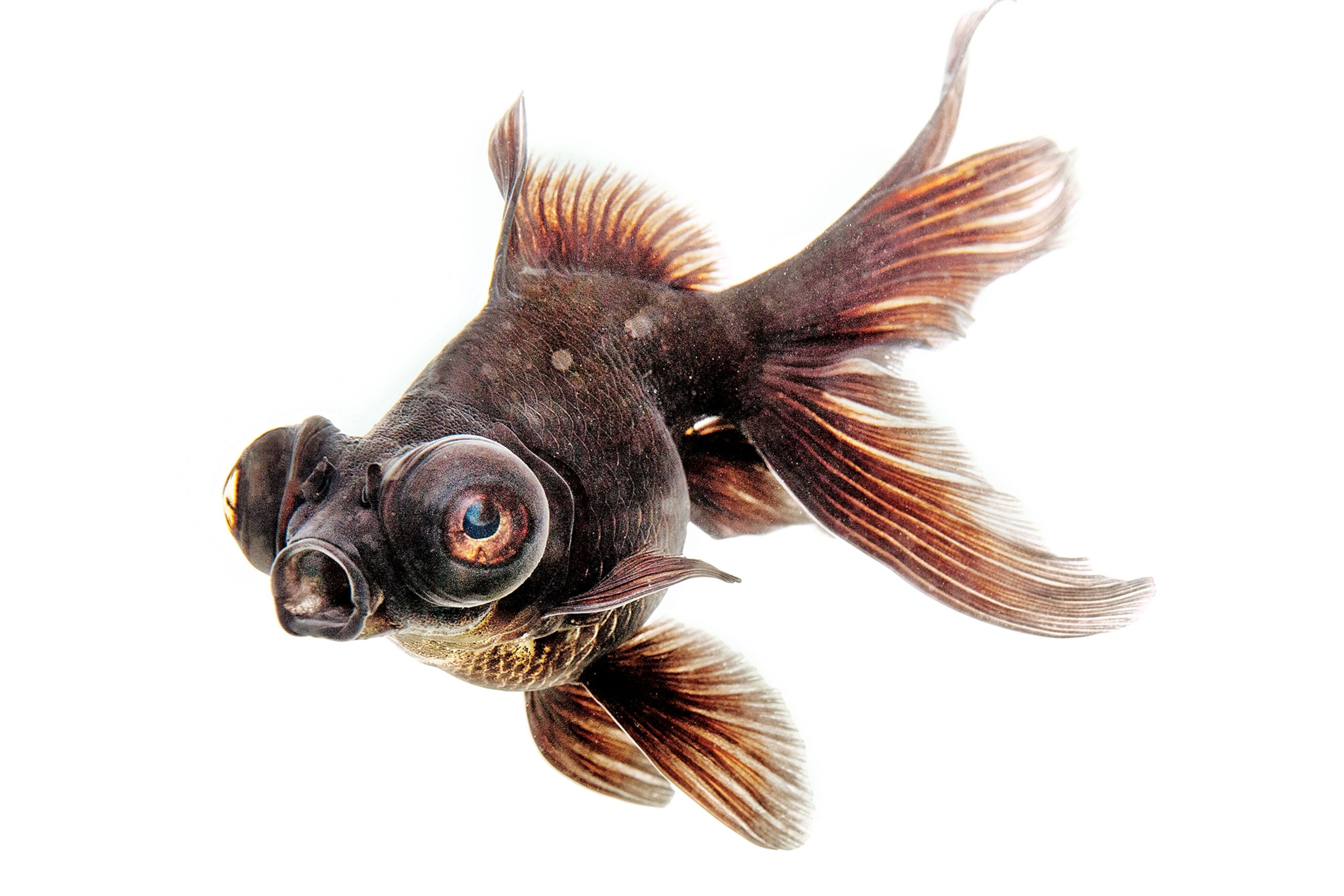a goldfish