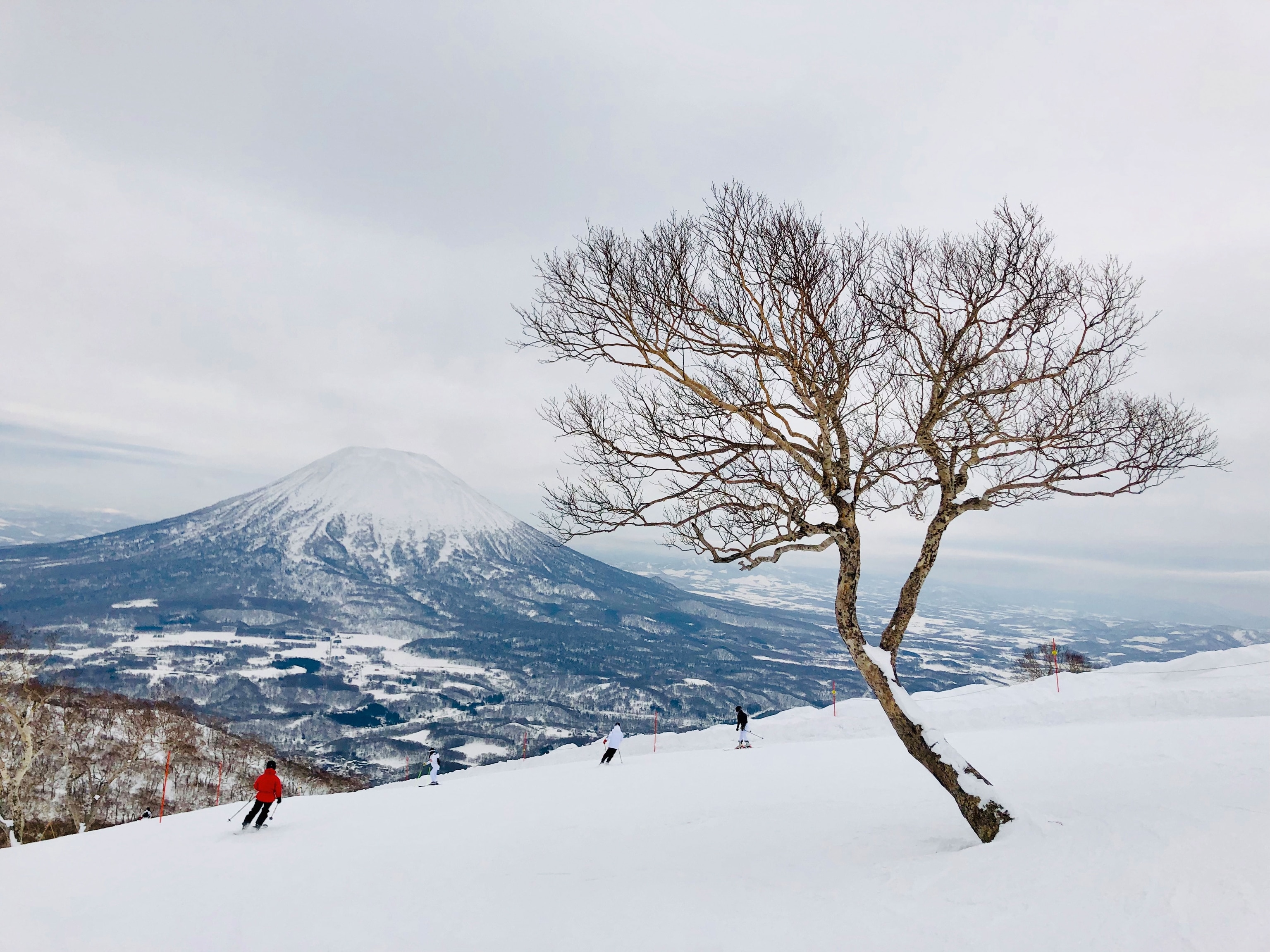 Paper birch trees covered in snow on the ski slopes of Niseko in the Japanese island