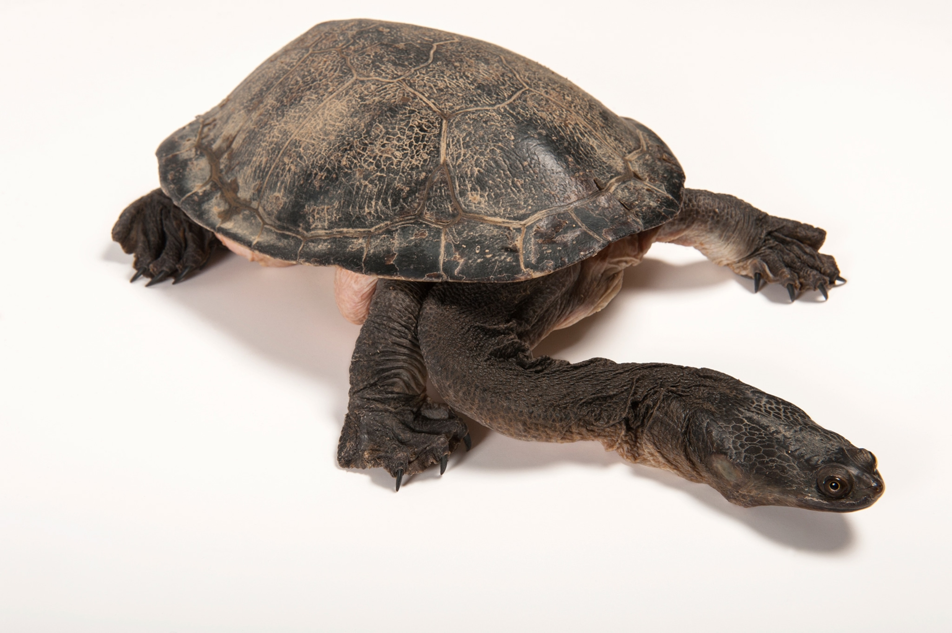 a broad-shelled long-necked turtle