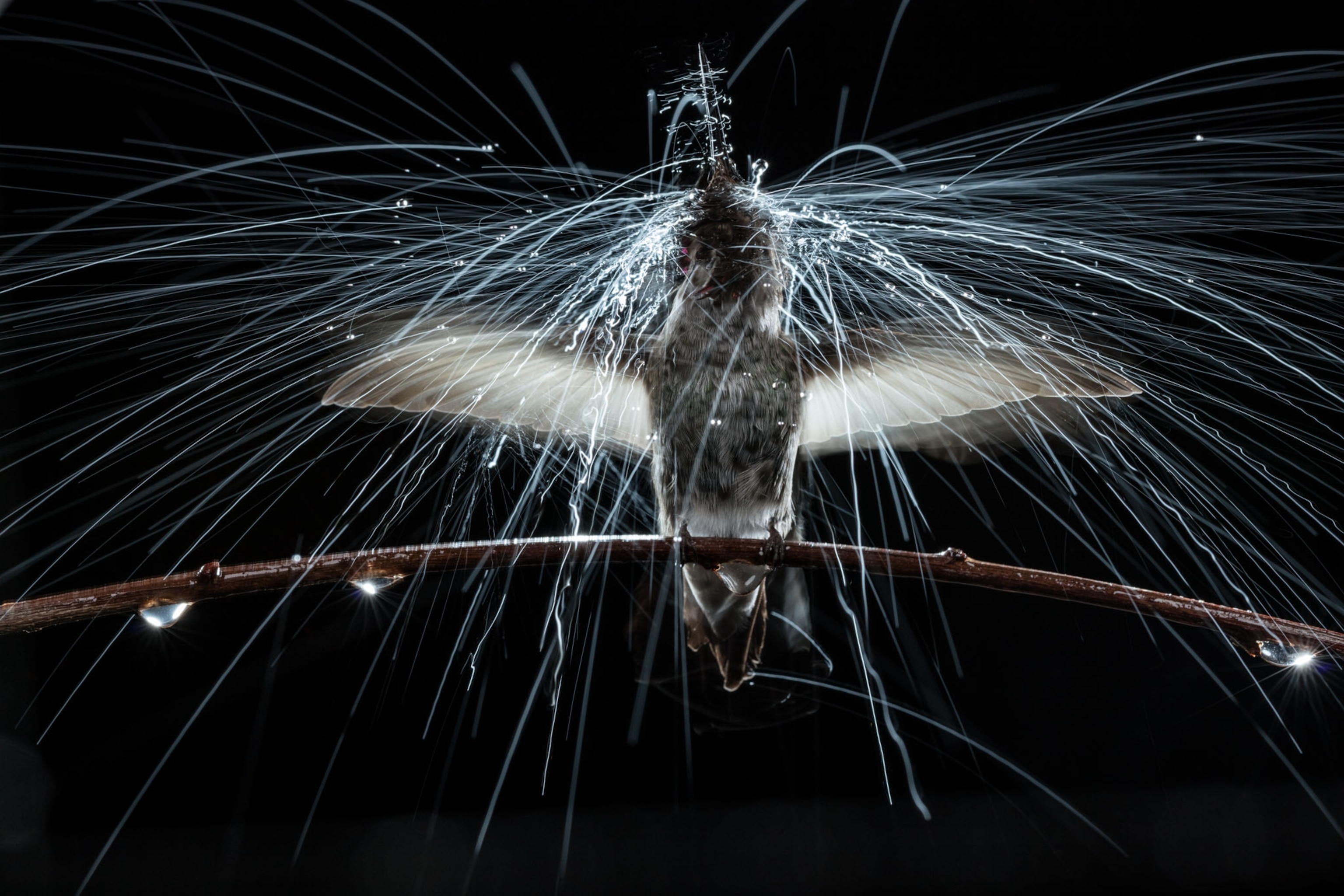 a hummingbird on a branch shaking rain drops off itself