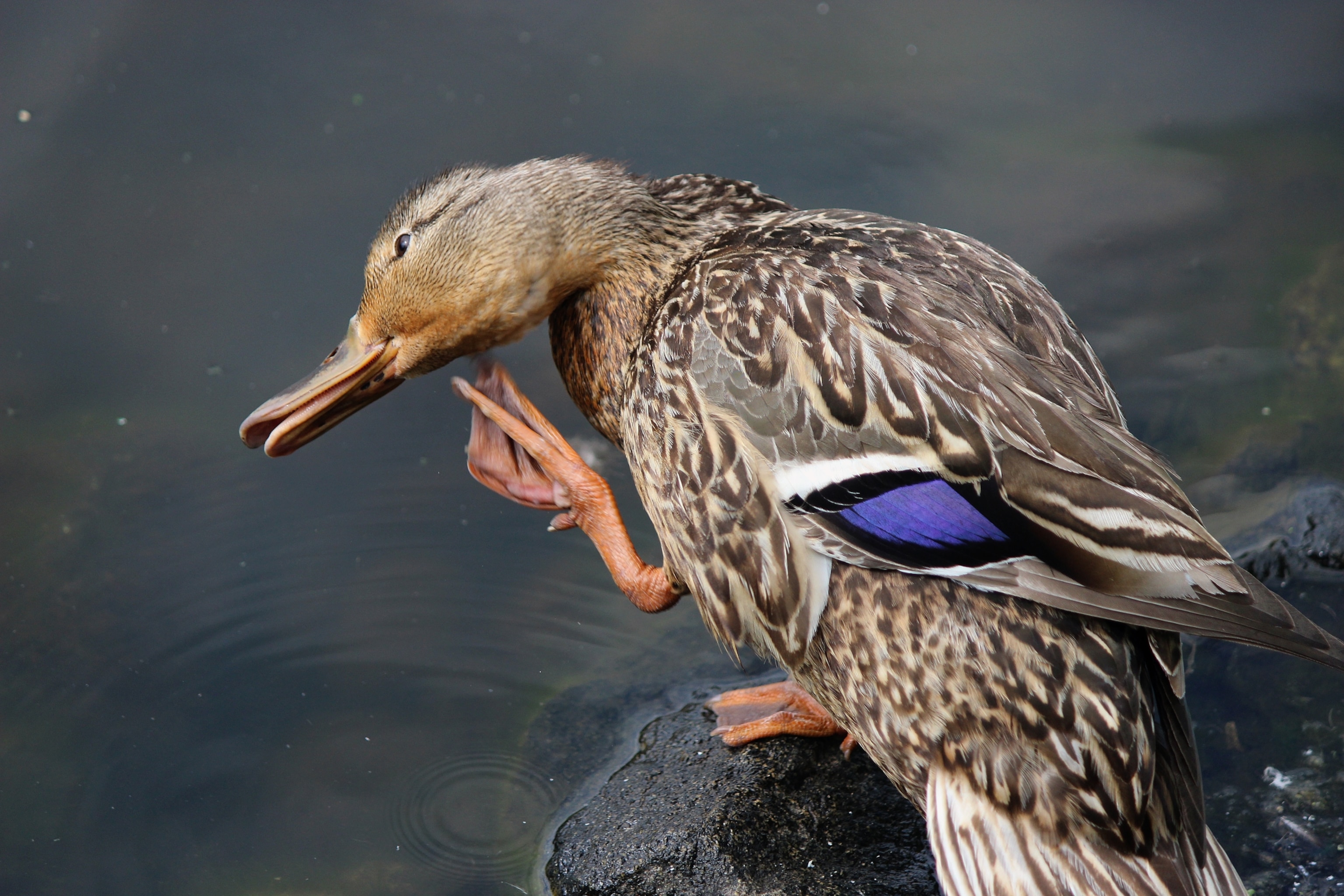animals scratching