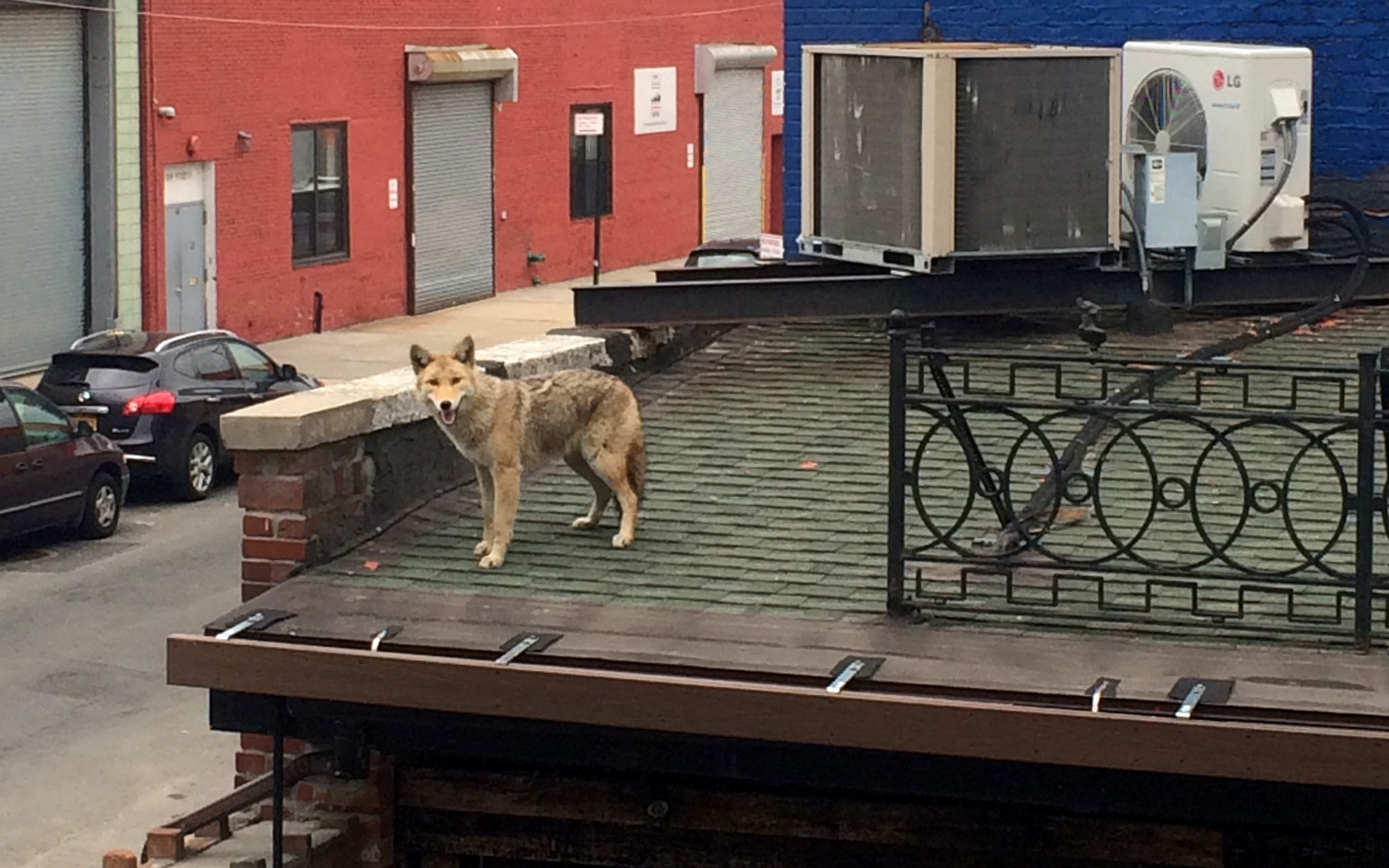 coyote was spotted on the roof of L.I.C Bar on Vernon Blvd. in Queens