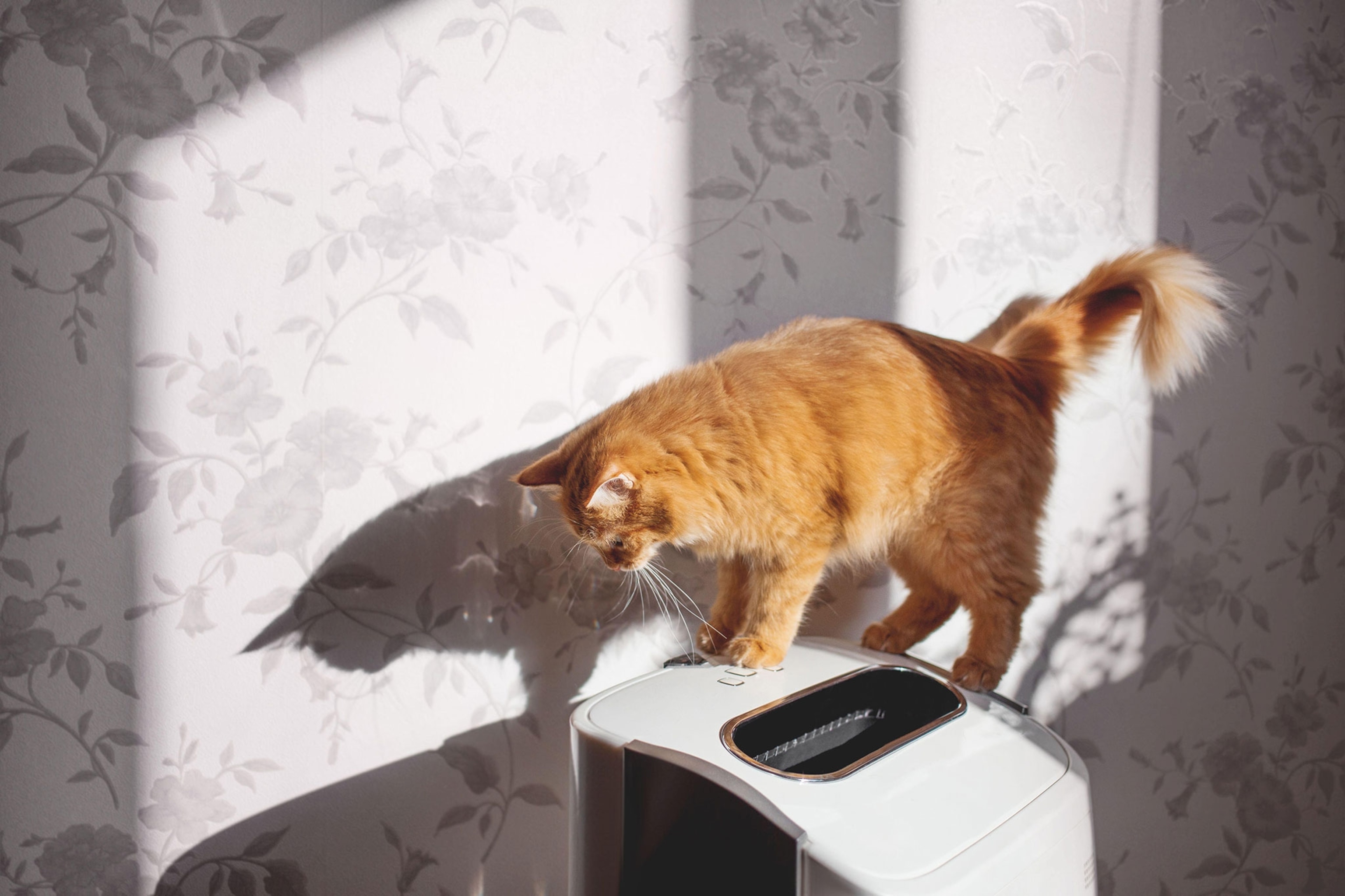 Curious ginger cat on air cleaner. Fluffy pet looks curiously on air purifier, which is removing dust from home.